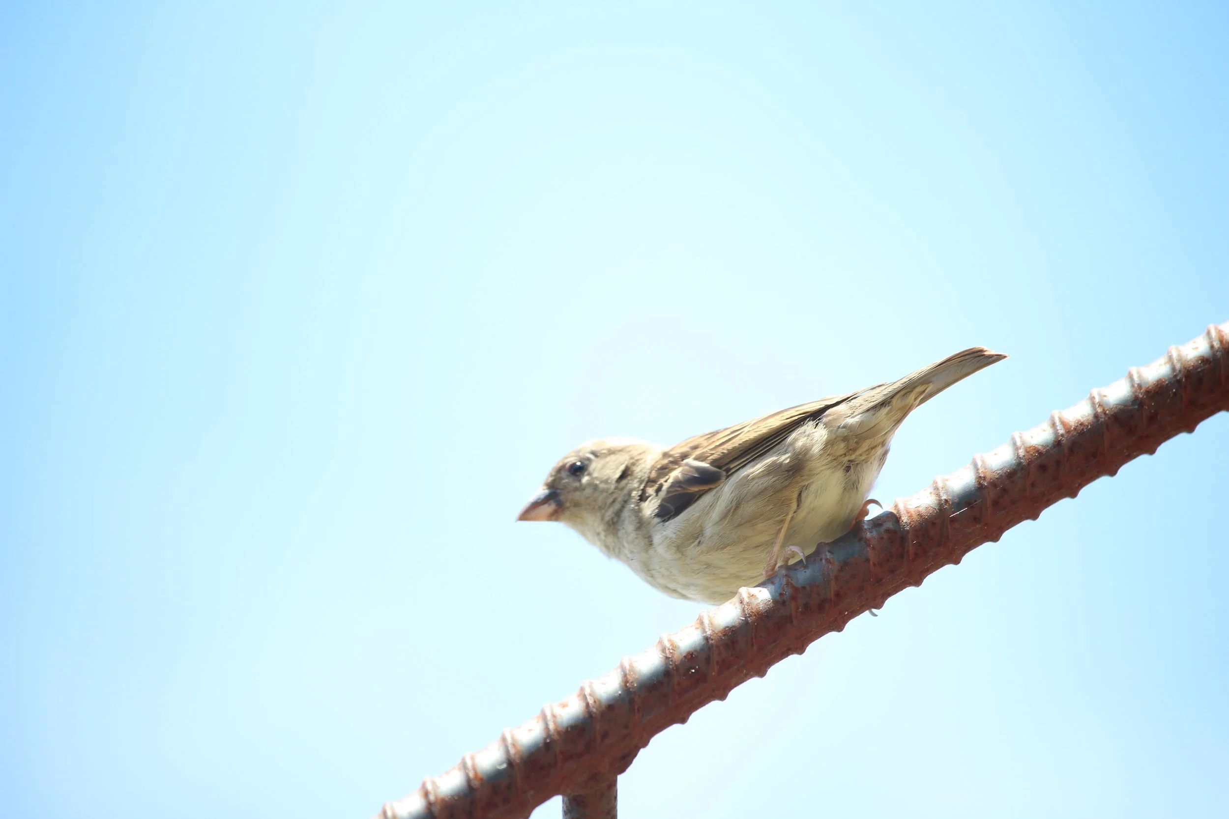 April garden journal