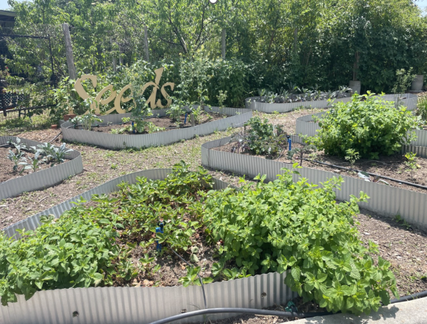 Fresh Food for the Community at SEEDS U-Pick