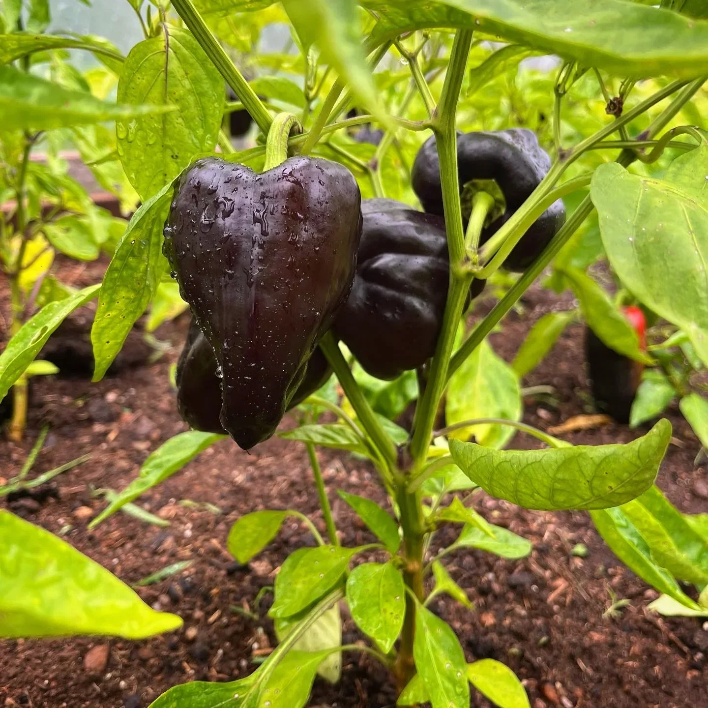 Plant Breeding Class