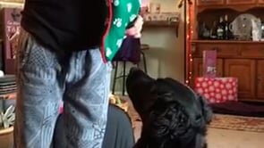 Juno's stocking
