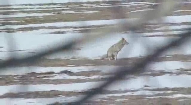 Coyote