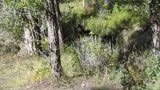 moose in Jackson