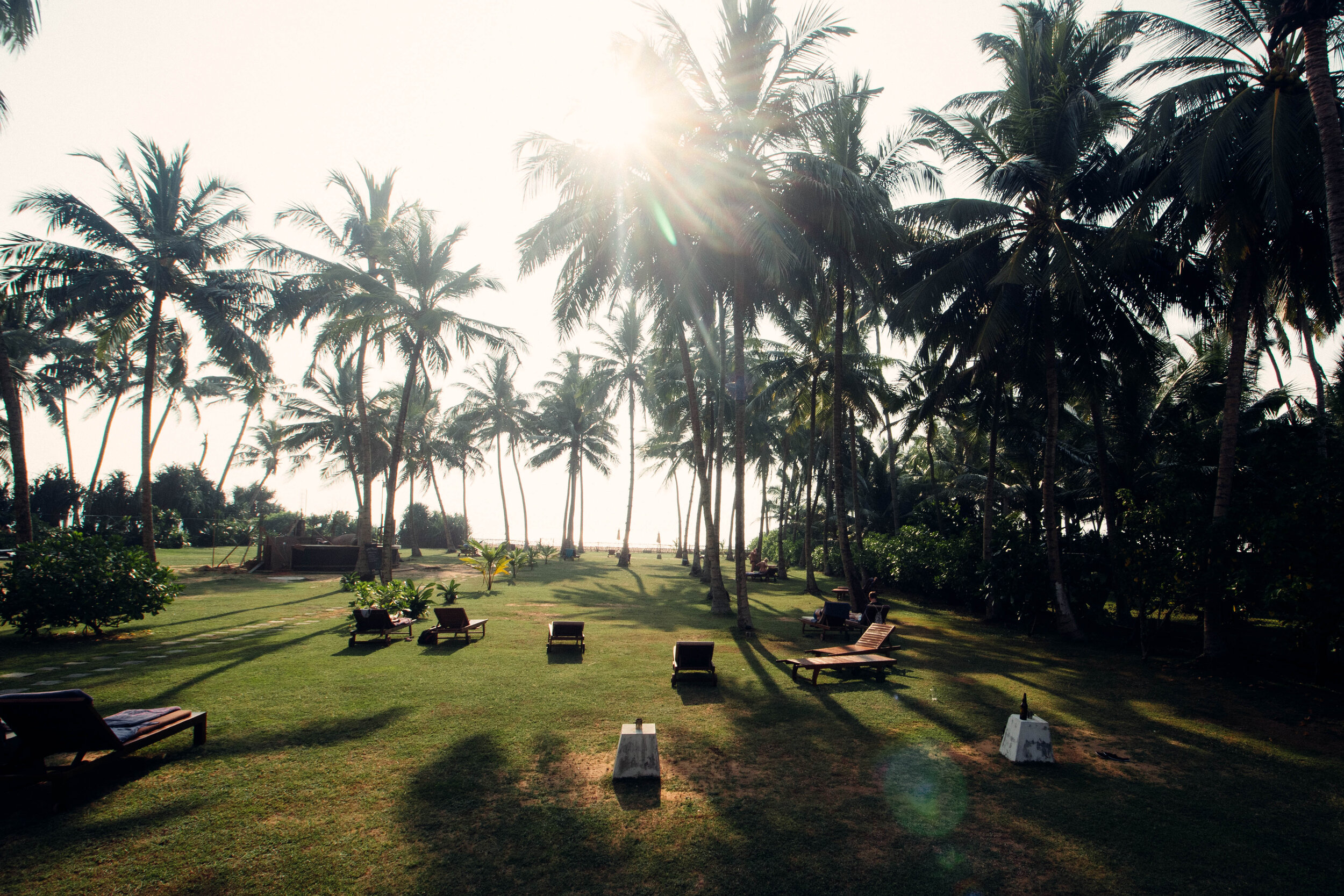 Sunlight filtering through tall palm trees in a lush green park with lounge chairs on the grass.