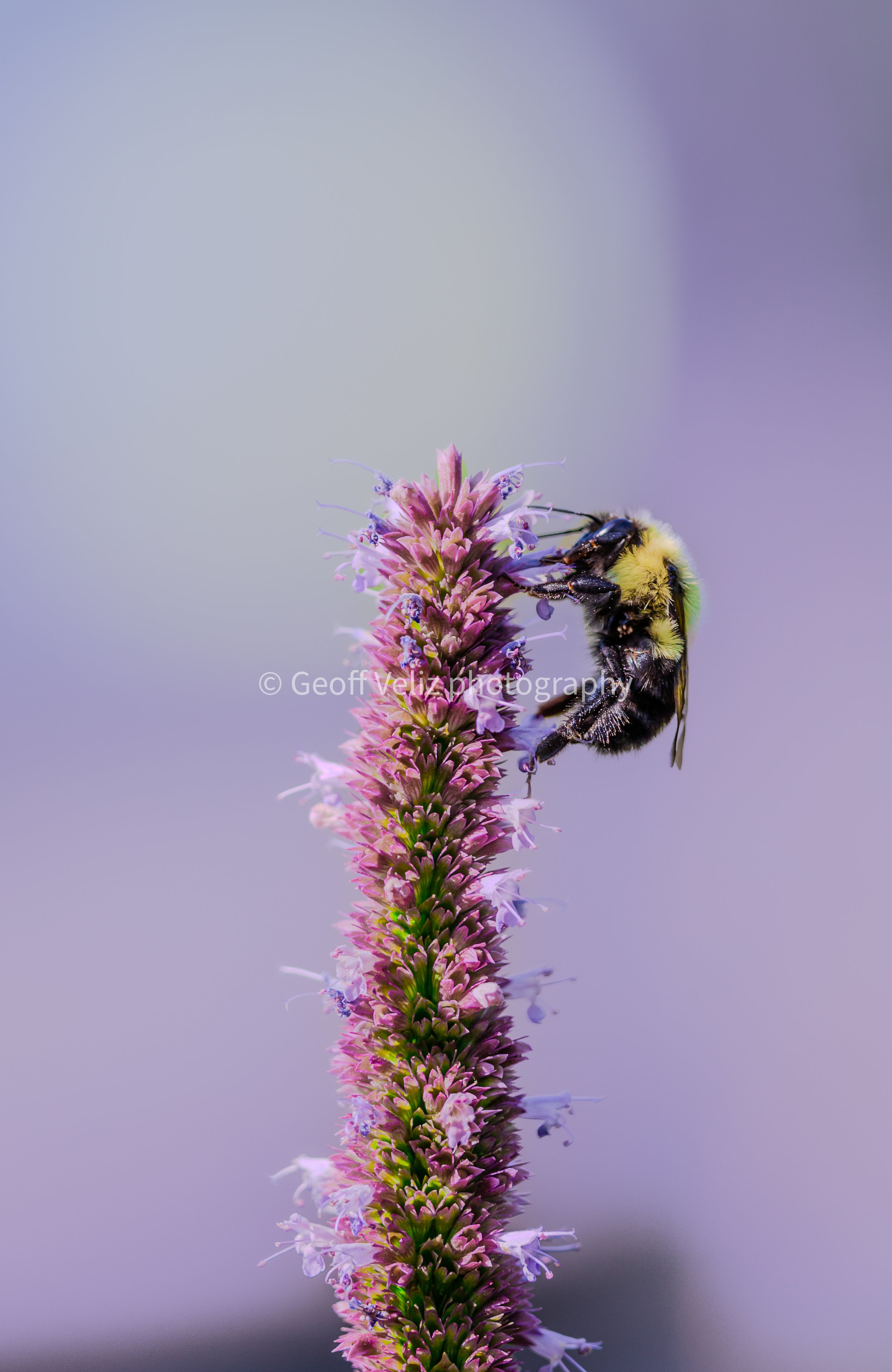 Watermarked preview copy 2.jpg