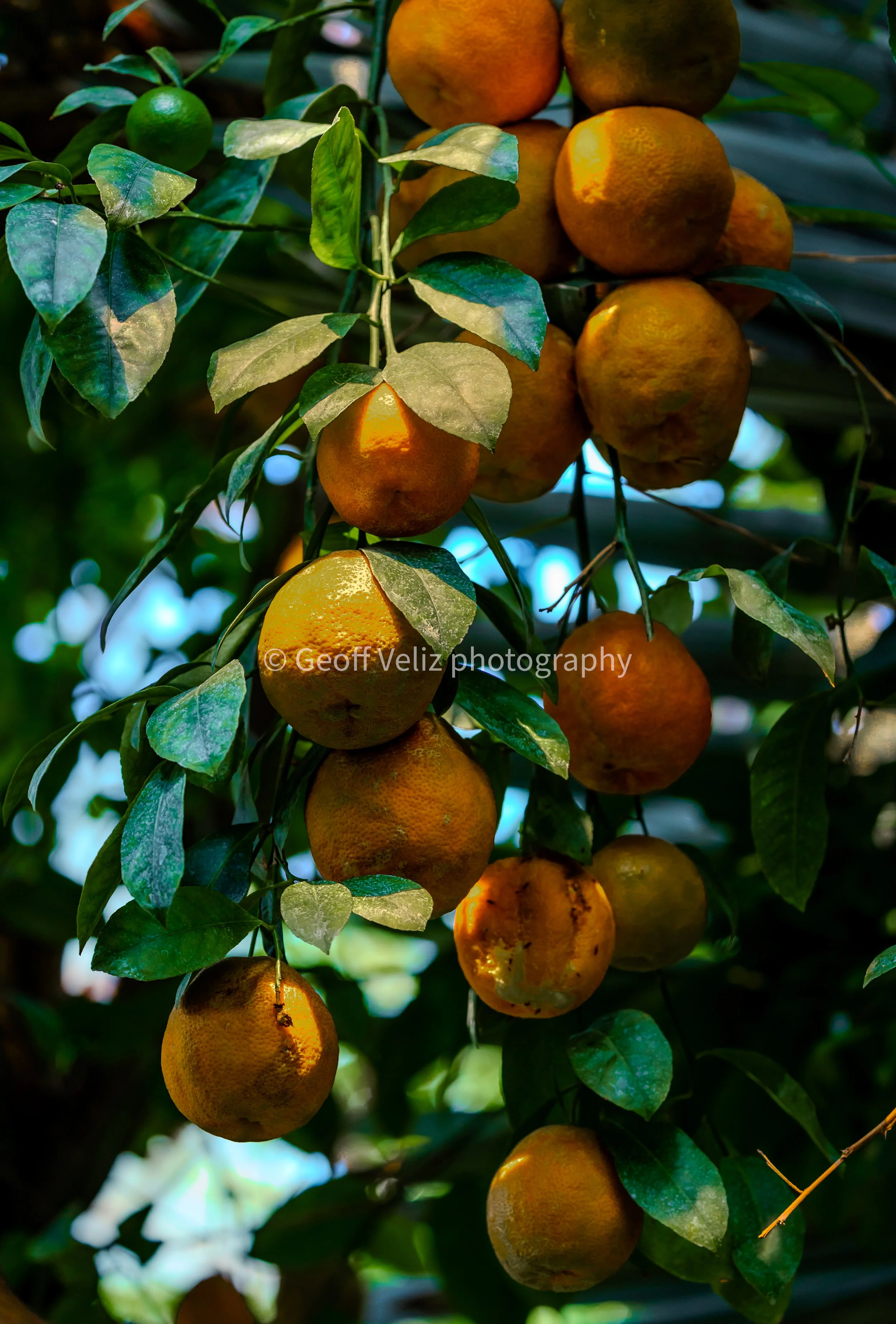 Watermarked preview.jpg