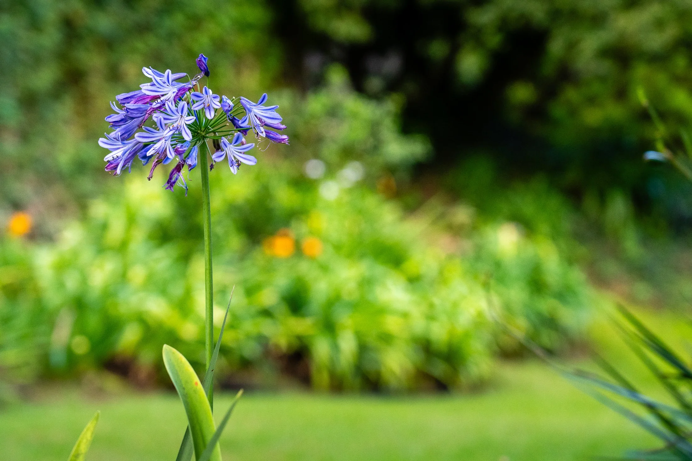 65-1109 Ehiku Pl-18.jpg