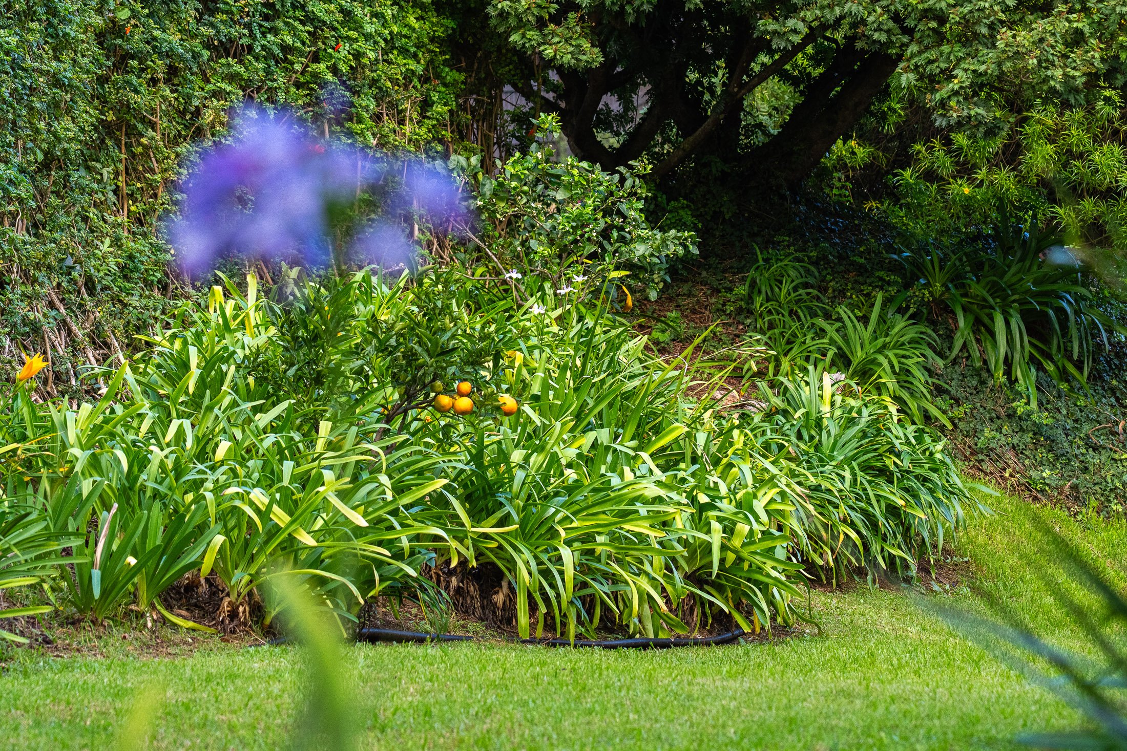 65-1109 Ehiku Pl-19.jpg