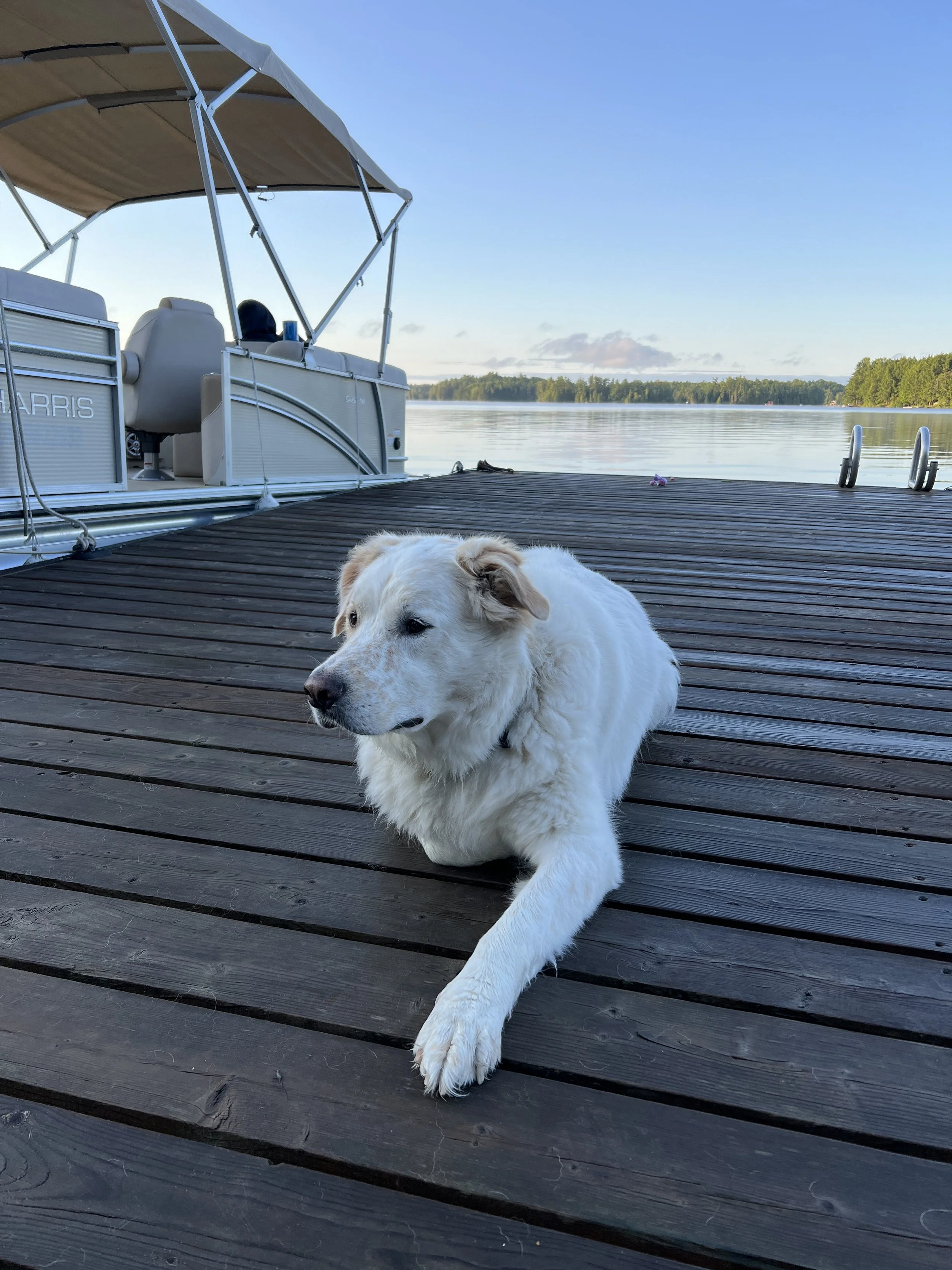 A white dog lying on a wooden dock near a calm lake with a boat and boat lift in the background. The sky is clear with a few clouds.