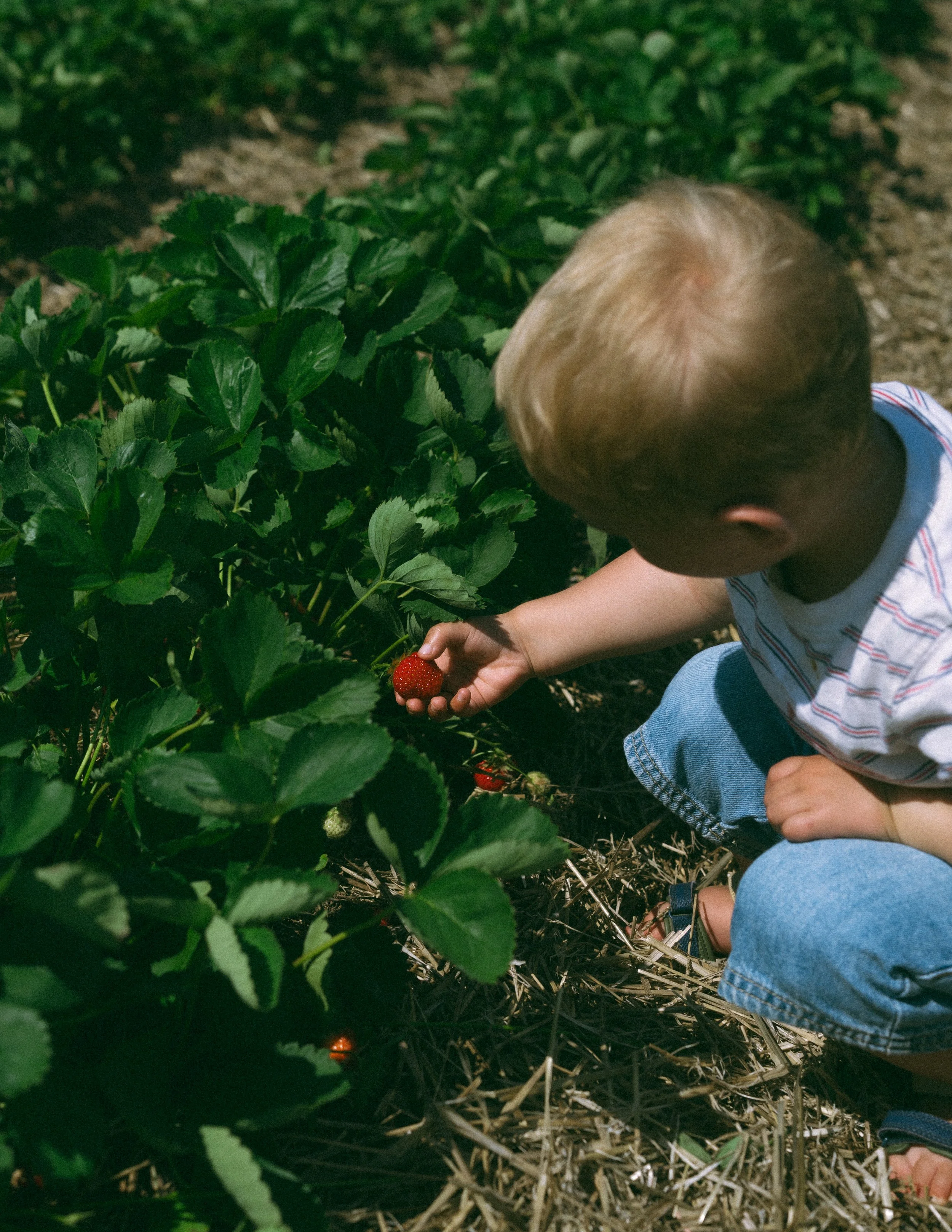 A young child with blonde hair, wearing a striped shirt and blue jeans, is reaching towards a ripe strawberry in a strawberry patch with green leaves and straw ground cover.