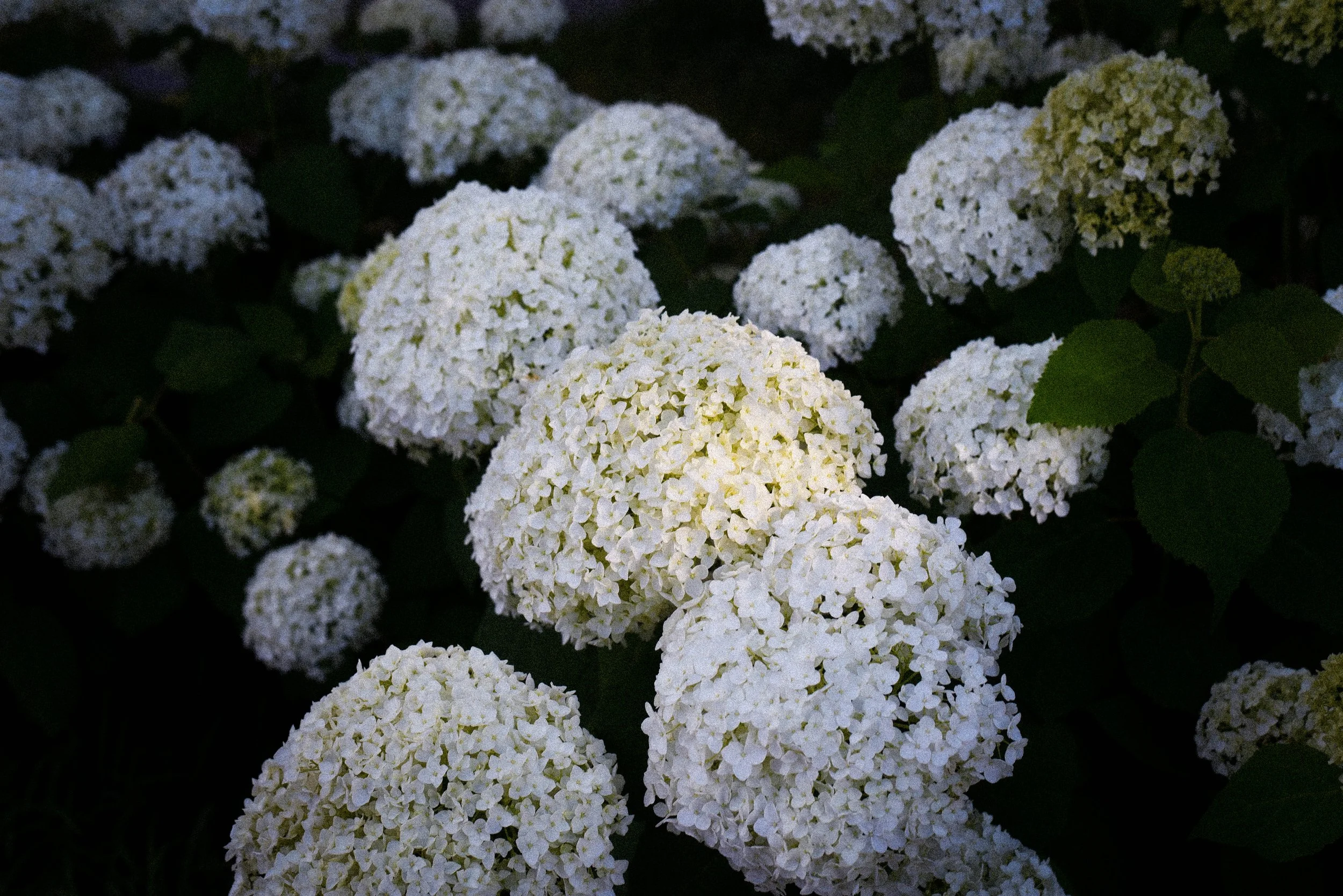 DSC_0201.jpg