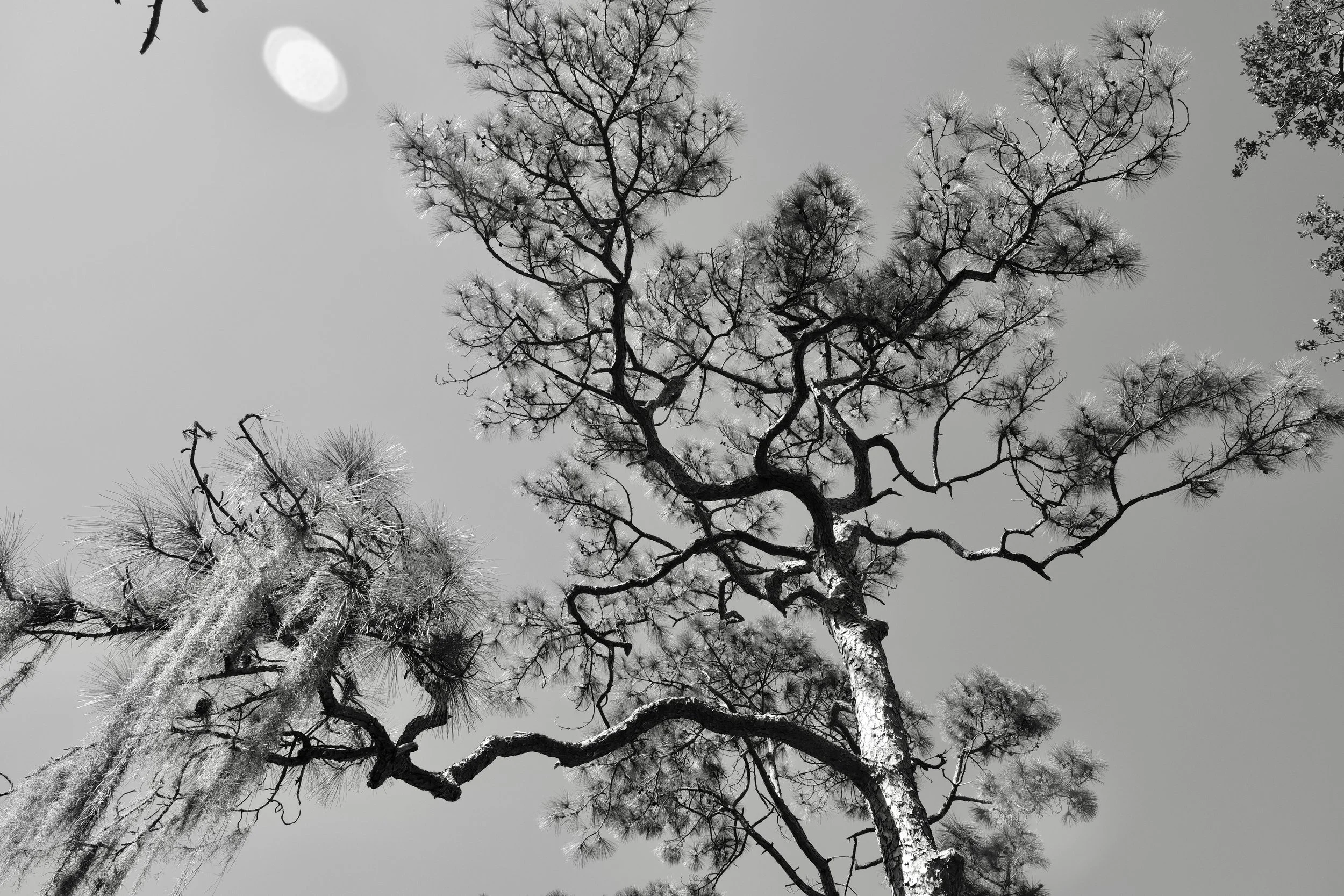 black and white tree art prints for sale