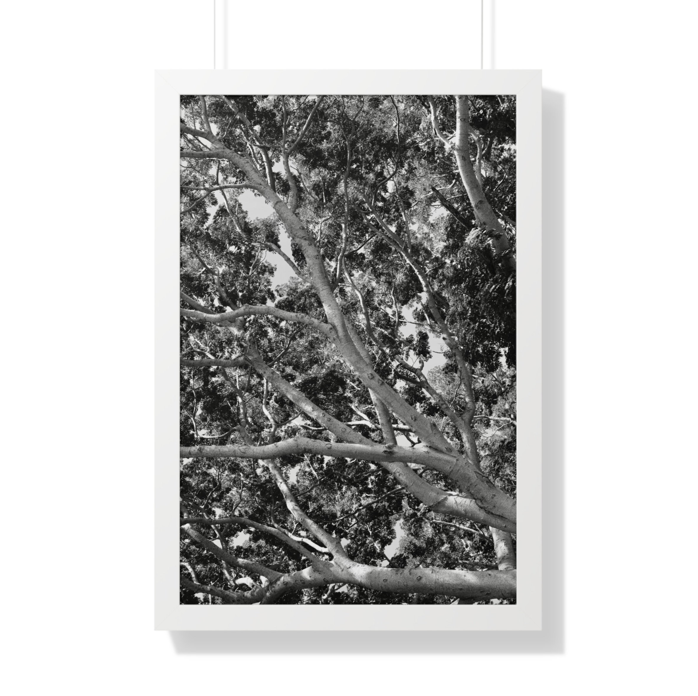 Densely-branched tree in black and white