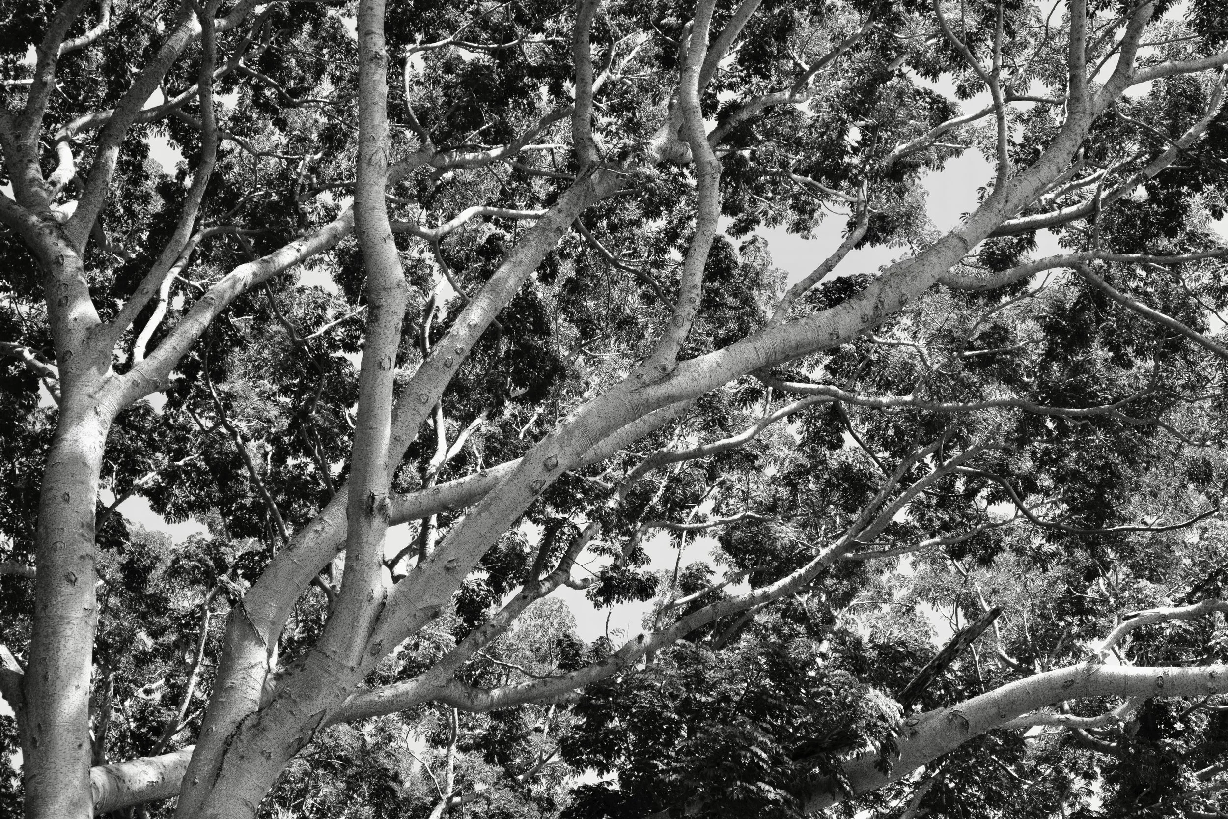 Tree art prints for sale