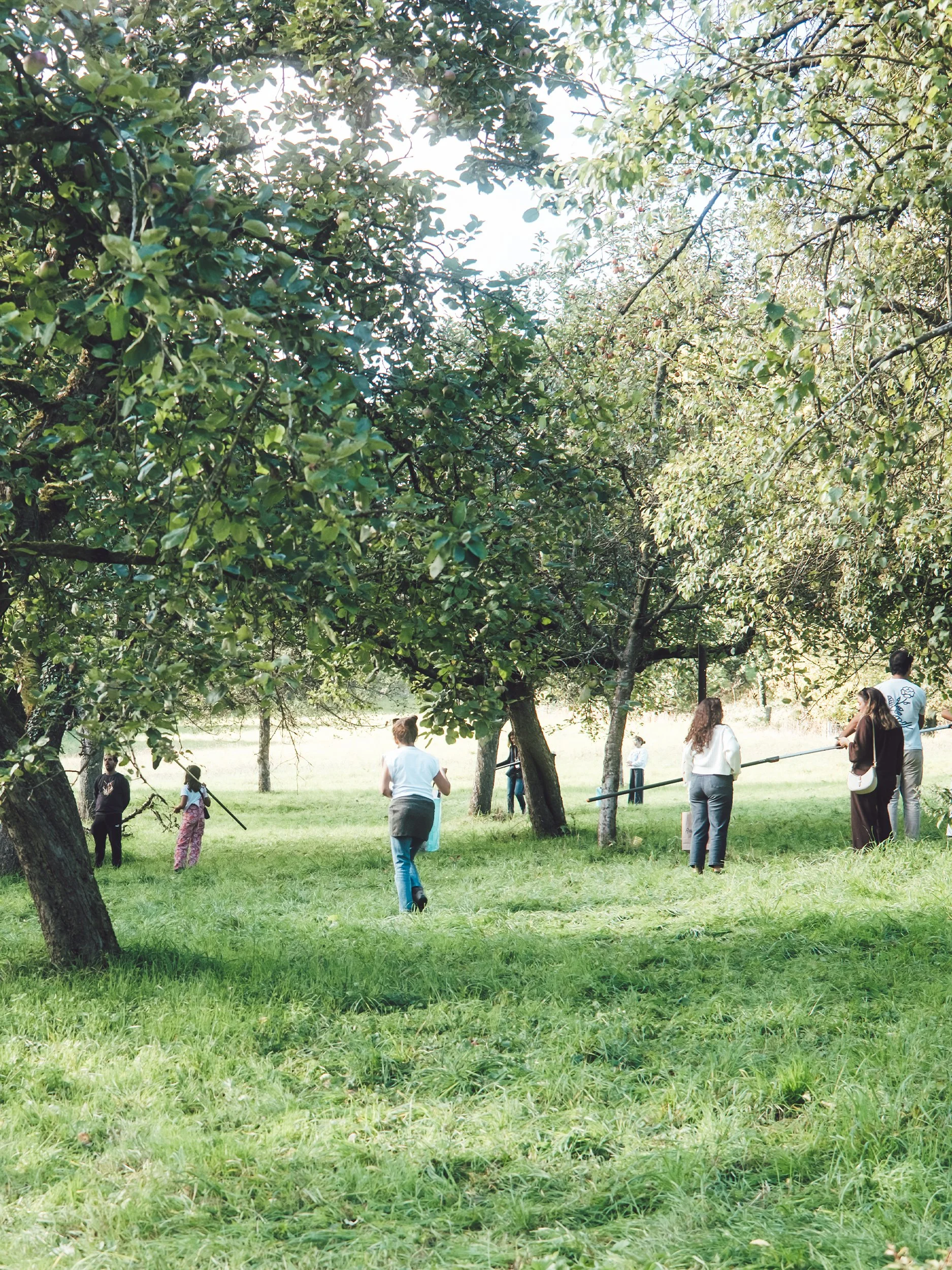 Familien ernten Äpfel auf einer Streuobstwiese mit langen Pflückstangen.