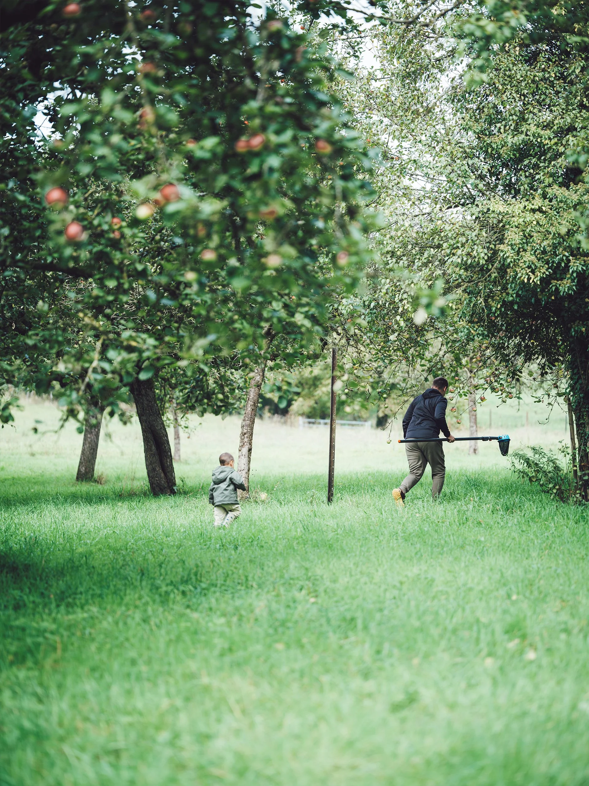 Mann und Kind gehen mit Apfelpflücker durch einen Obstgarten bei der Ernte.