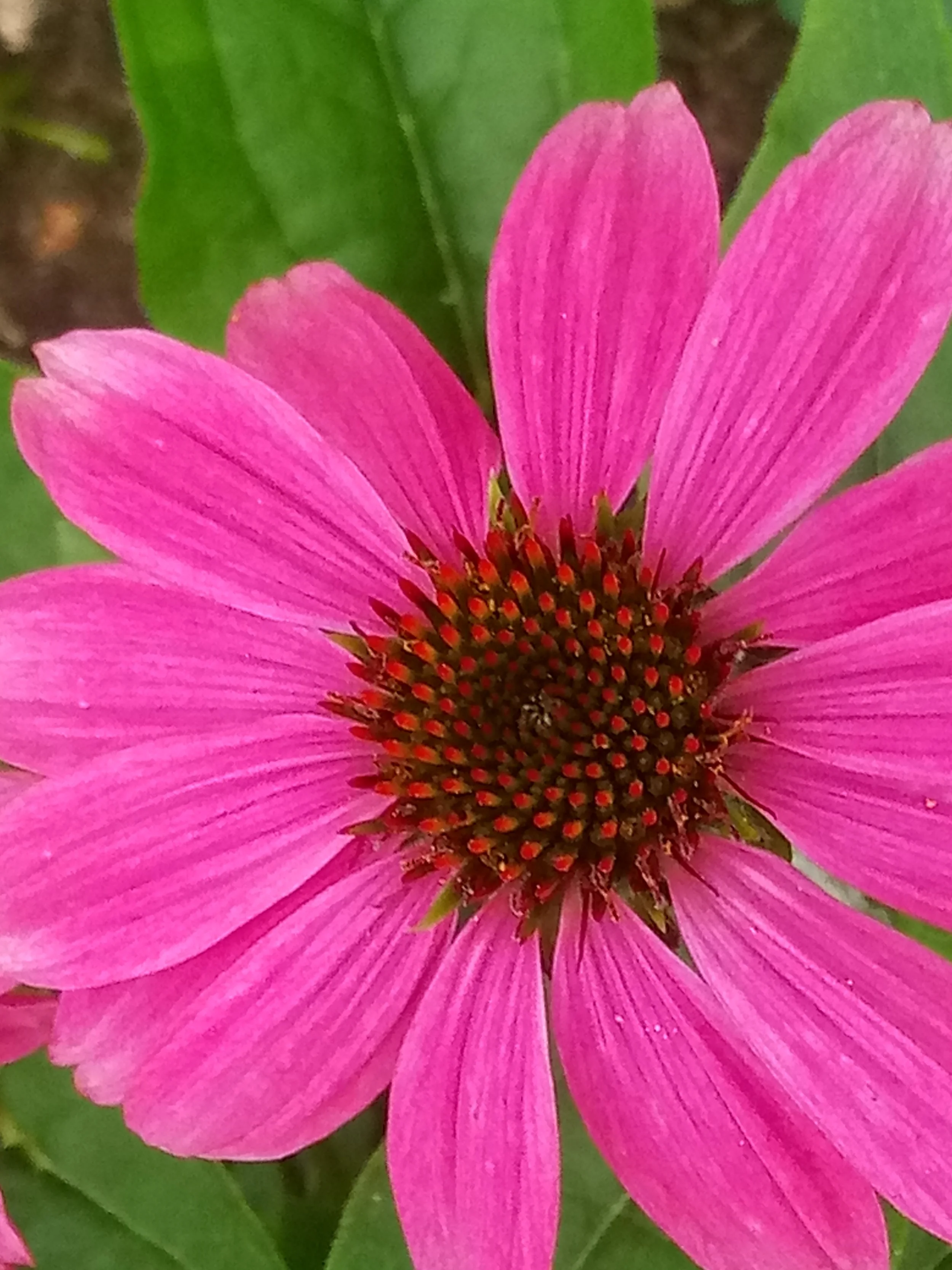 Close-up of a pink coneflower with prominent petals and a dark center filled with small red-tipped seeds, green leaves in background.