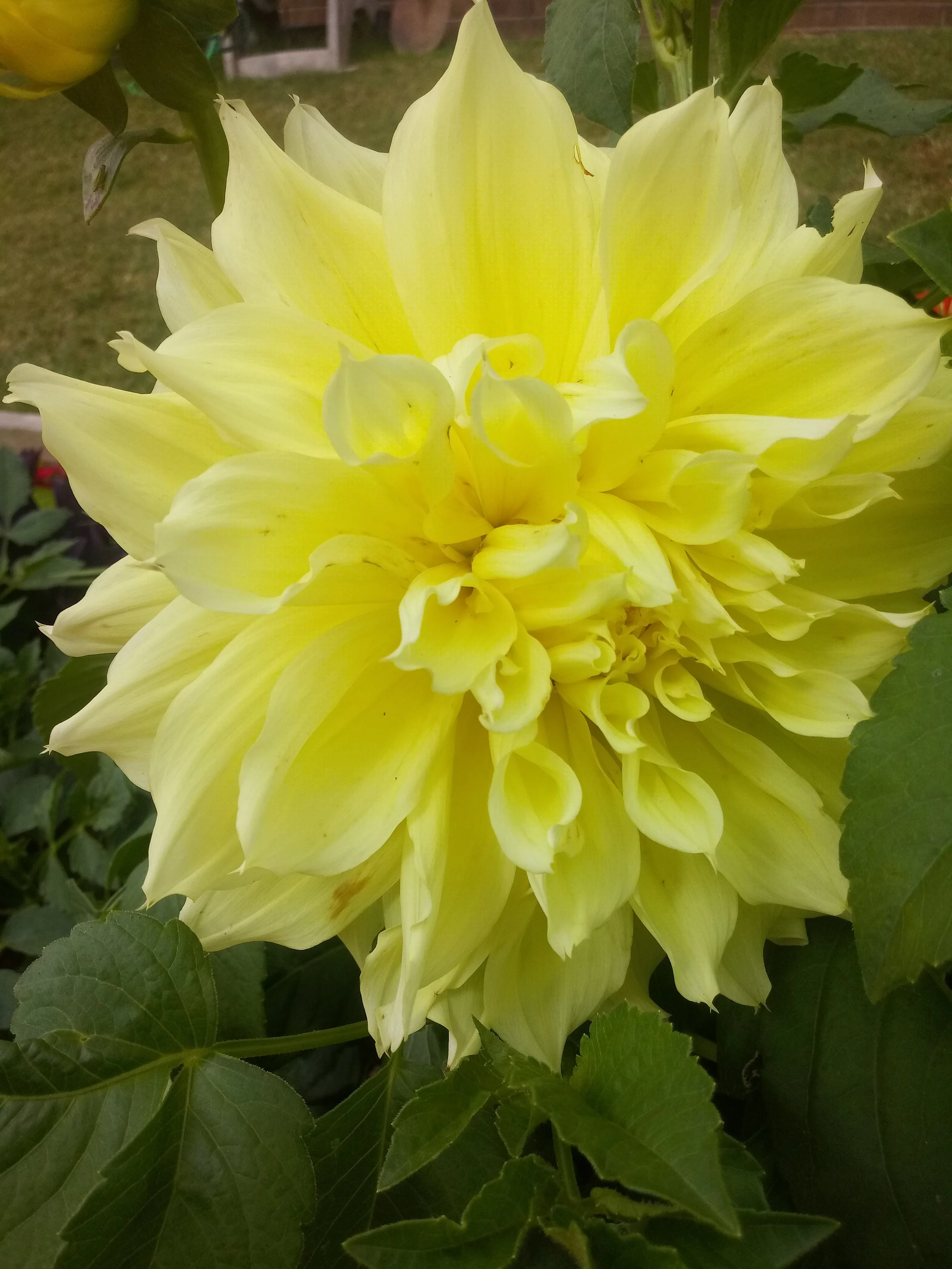 A large, bright yellow dahlia flower with multiple petals, surrounded by green leaves.