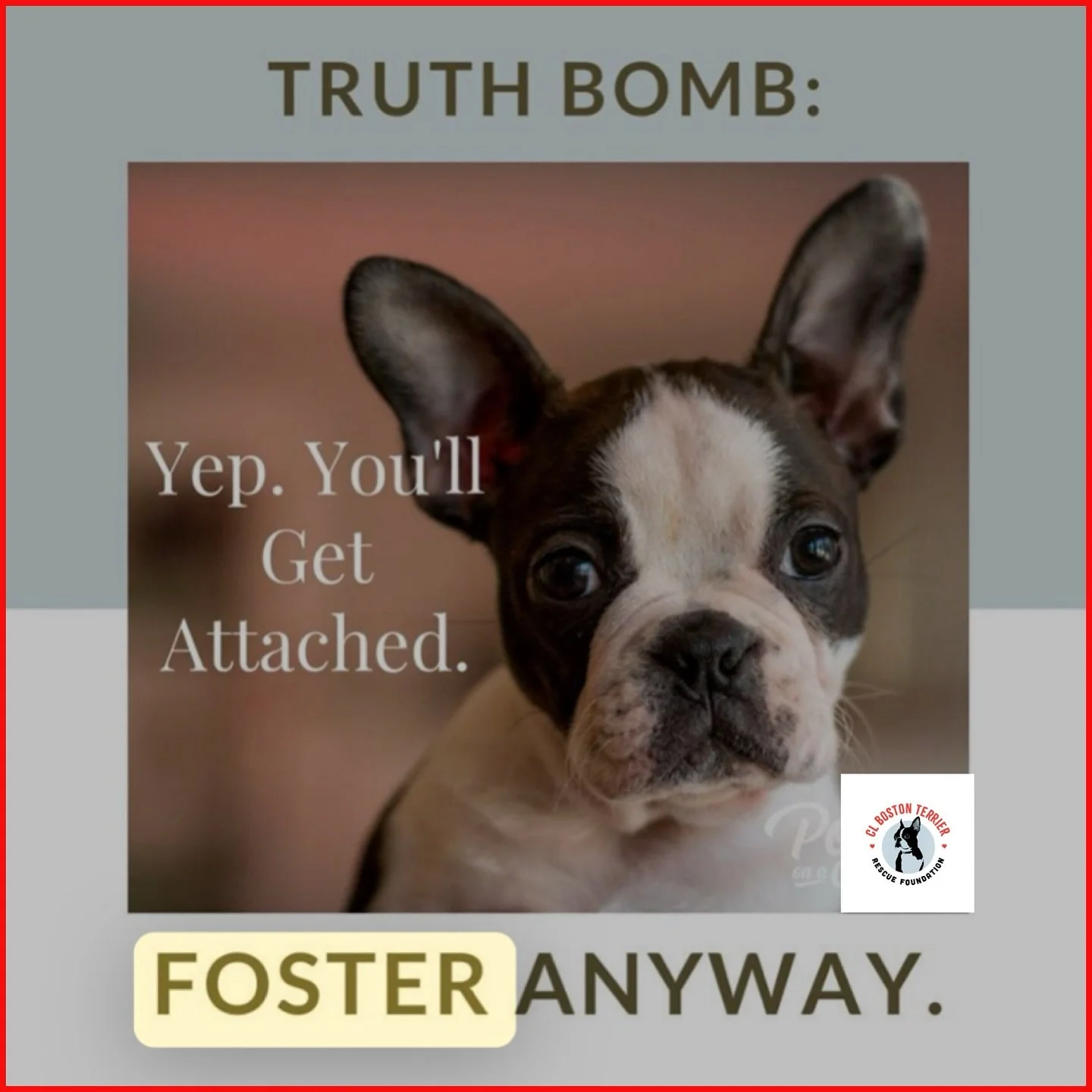 FOSTERS NEEDED! Without Fosters&rsquo;s we cannot help other Bostons in Need😢 Please consider opening up@your heart &amp; home to a Boston in Need!
You supply the love, we supply everything else&hearts;️&hearts;️&hearts;️More rewarding than you can 