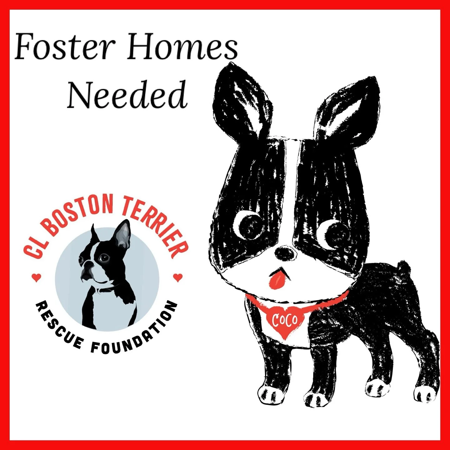 Fosters &hearts;️URGENTLY &hearts;️Needed! We cannot help any more Bostons without dedicated fosters!  If you&rsquo;ve ever thought about  fostering now is the time! 
So many Bostons in Need! Western WA! You supply the love &amp; safe haven, we take 