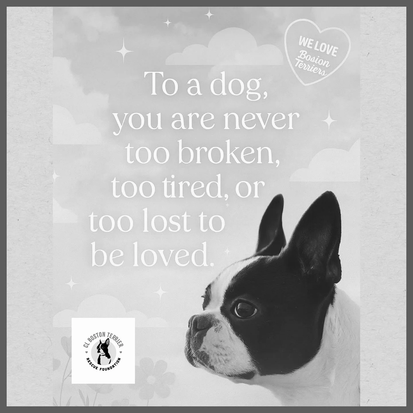 Pure Love&hearts;️Boston Terriers&hearts;️