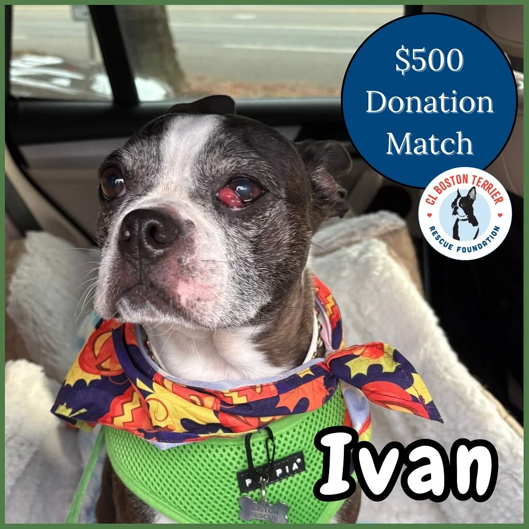 IVAN💜
Meet this sweet and special boy!
8 years old he acts like a puppy! Super playful &amp; happy! This sweet boy came into rescue as he was being abused in a home that domestic violence was occurring😢
He has had significant cherry eye since birth