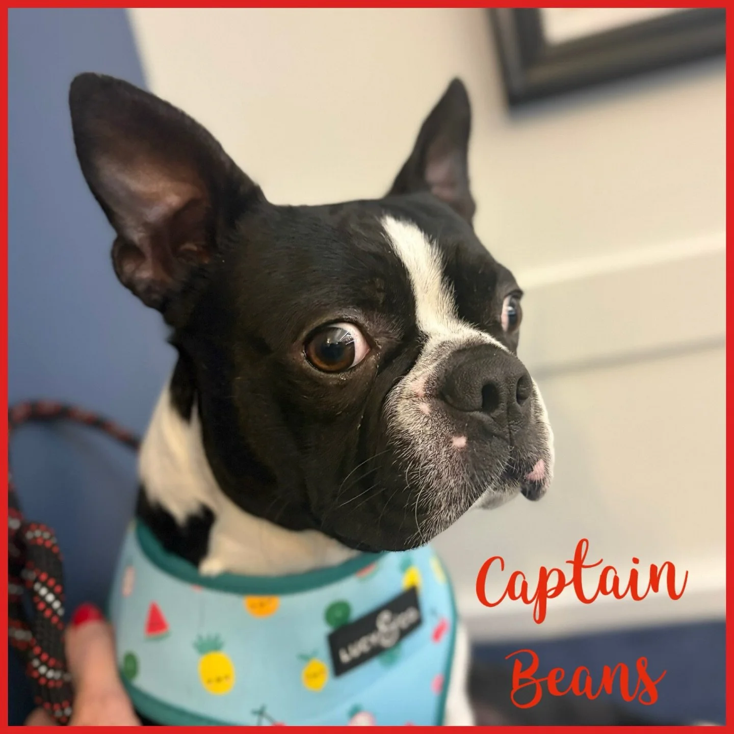 Meet Captain Beans&hearts;️
Welcome to rescue! 
Being dropped off for vetting🙃 

#ilovemyboston #bostonterrier #bostonterrierrescue #bostonterrierseattle #seattlebostons #seattlebostonterrierrescue #fosterdog #clbtrf #adoptdontshop #seattledogs #thi