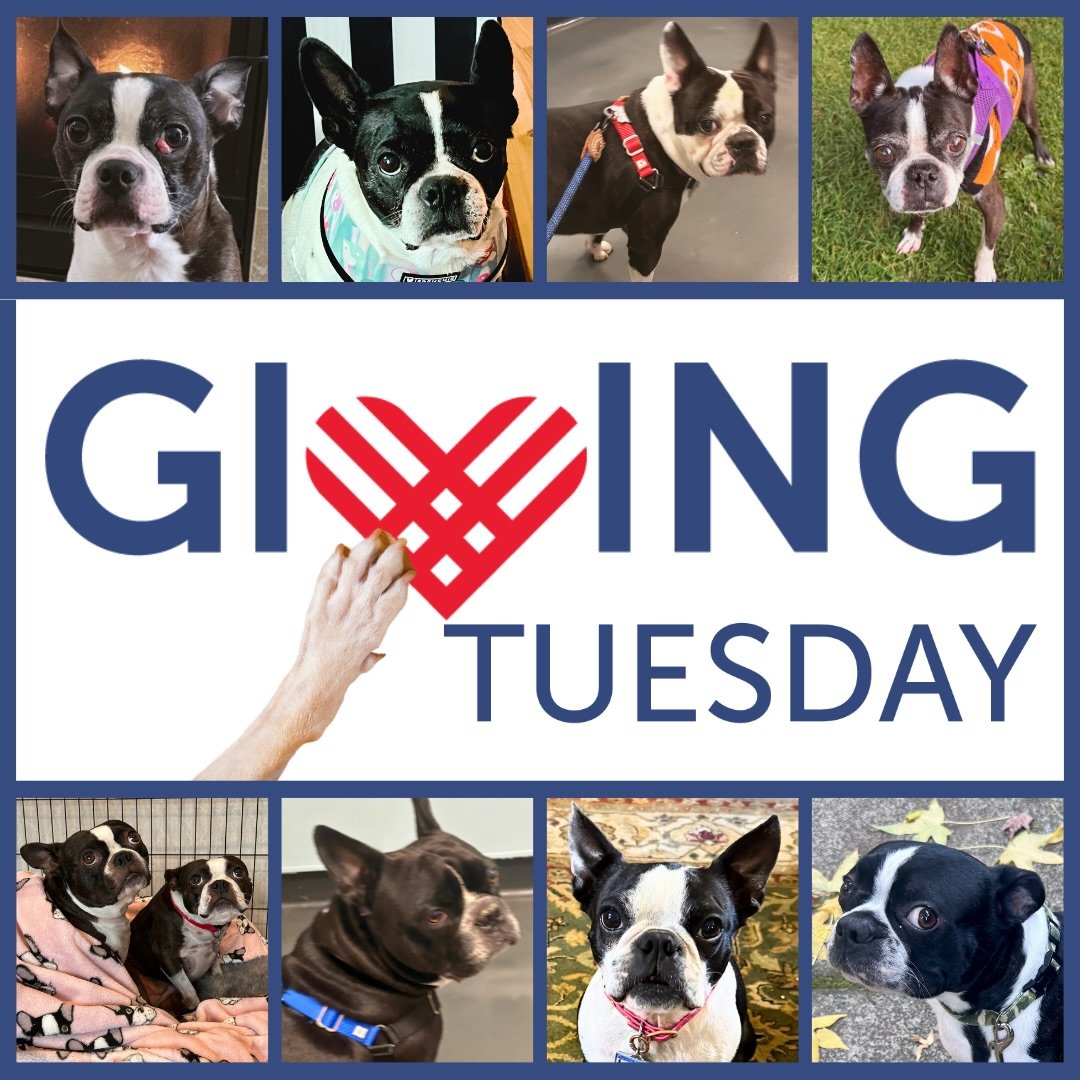 Giving Tuesday Is Here❤️&zwj;🩹
 As we head into this day of kindness and generosity, we think of the countless dogs waiting to come in to rescue.
And today, your gift will be doubled to save twice as many dogs‼️
Because of you, together with rescue 