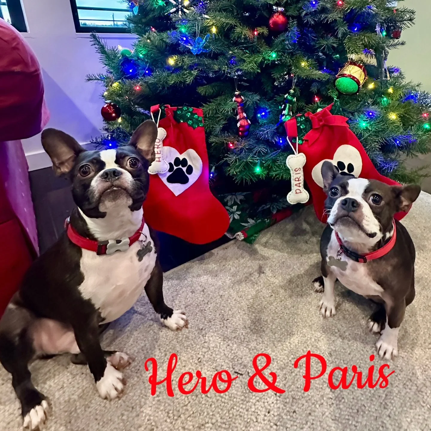 It&rsquo;s Us Hero &amp; Paris&hearts;️🐶🎅🏼🎄&hearts;️
Wishing you Happy Holidays!
Hero is recovering from his patella surgery and we hope to be cleared by his surgeon soon! Paris is a year out from her ureteral surgery! Both doing Amazing! &hearts