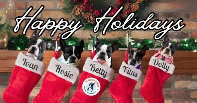 Happiest of Holidays to you &amp; your family&rsquo;s🎄🐶🎅🏼&hearts;️🎄

#christmas #christmasdogs #bostonterrierlove #bostonterrier #bostonterrierlife