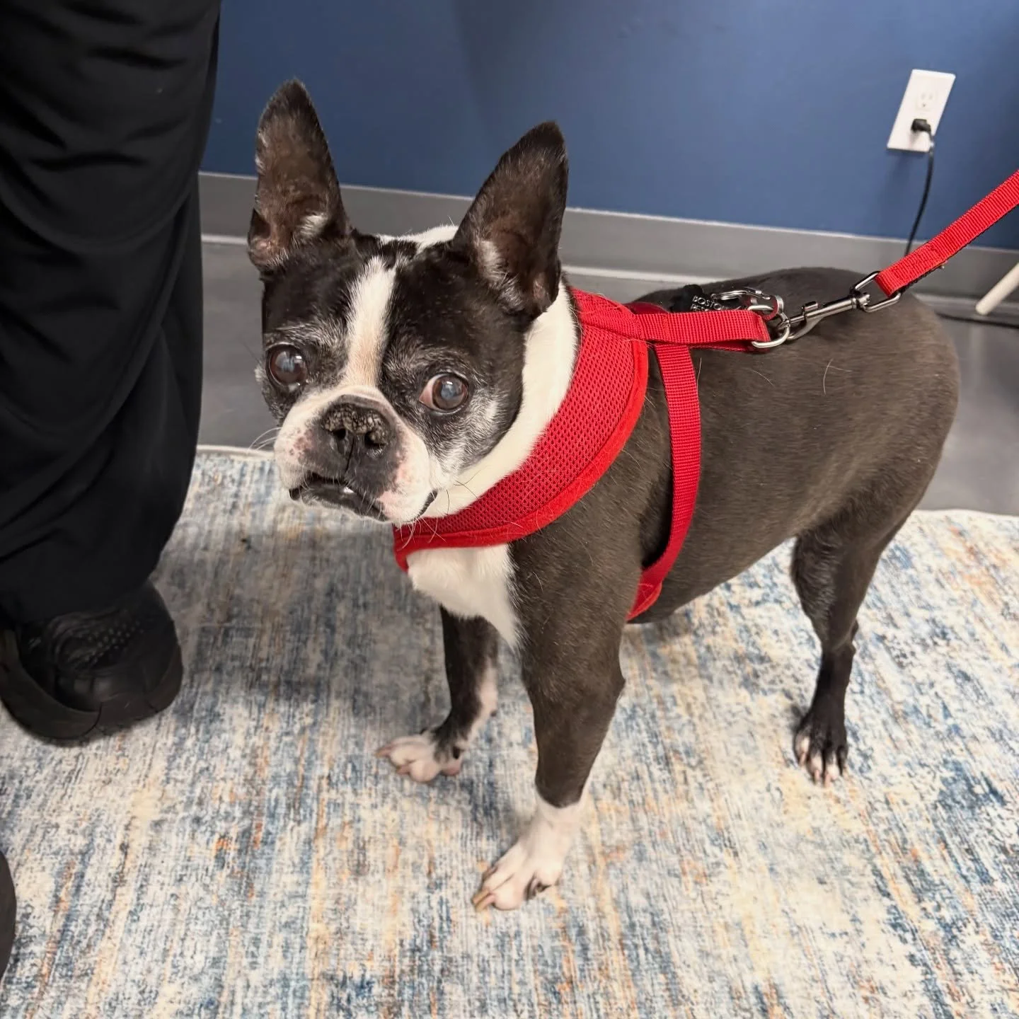 Titus&hearts;️ aka &ldquo;Gramps&rdquo; 13 year old gentleman, dropped off for a major dental today and lipoma removal!
He&rsquo;s had very little vet care throughout his life😢Now we are giving him a glow up on his health! He&rsquo;s had a cardiolog