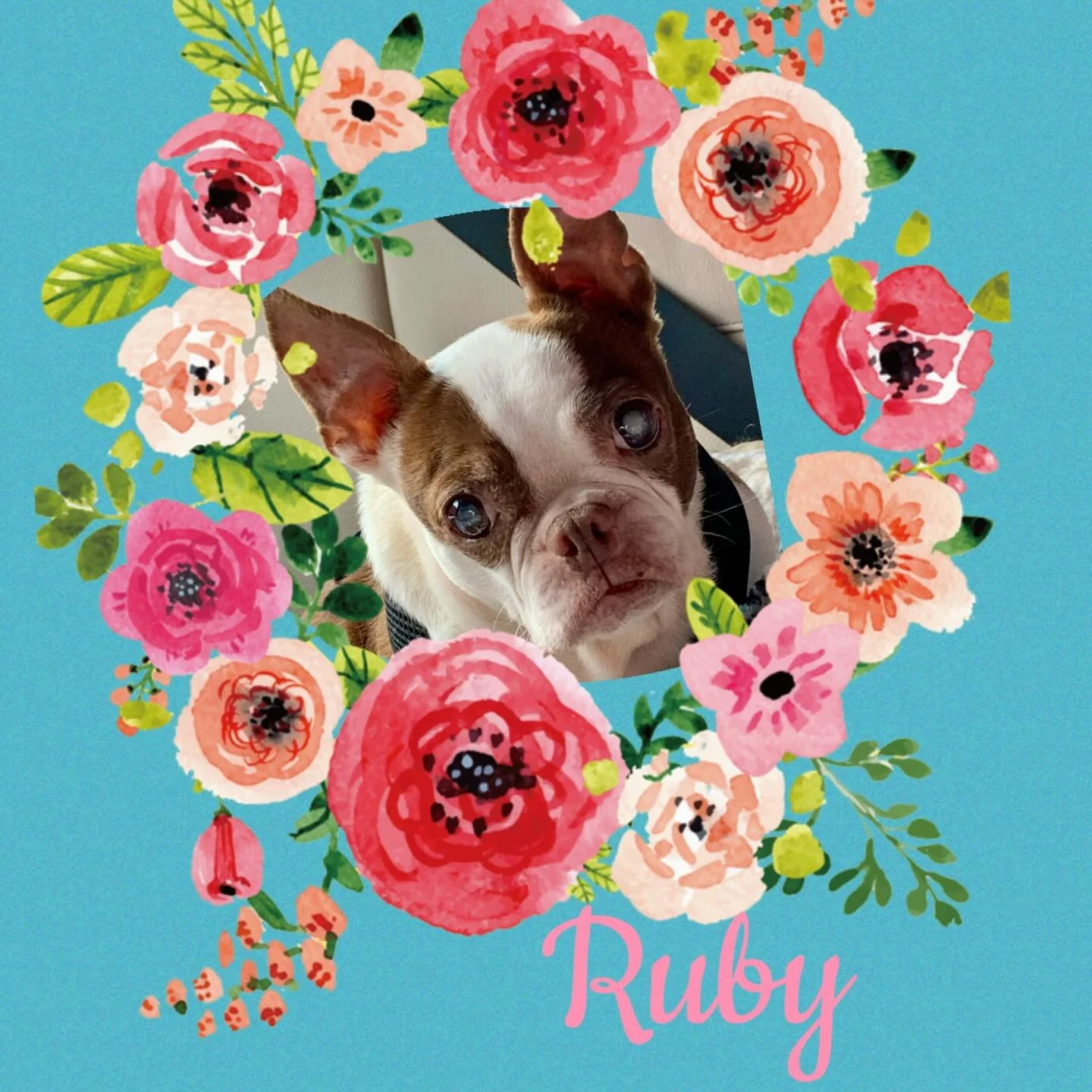 CELEBRATING NATIONAL BOSTON TERRIER DAY! 🩷🐶🌸
Remembering Sweet Ruby Xena🩷🩷
For those of you that dont know Ruby was a puppy mill Mama survivor....She endured alot of neglect, zero vetting, lived outside in a pen in the dirt, or at times in a wir