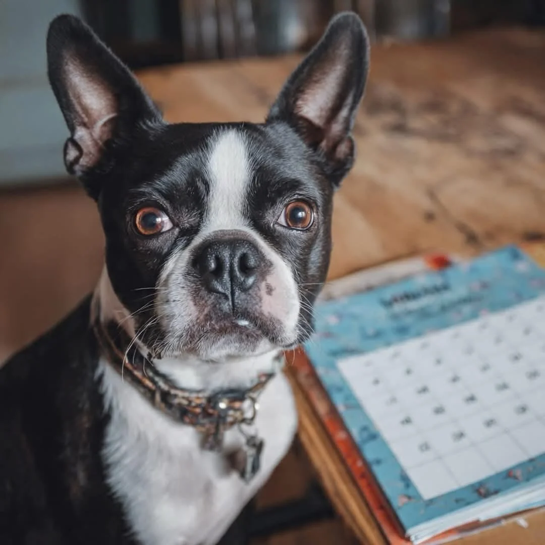 SEATTLE  BOSTON TERRIER MEETUP‼️
Bubba&hearts;️Says Mark Your Calendar📆for Upcoming Meetup Events for 2026‼️

We will resume monthly Meetups in March‼️ Seattle Boston Terrier Meetup-will be meeting the 3rd Saturday of each month @10am - 12pm‼️
Luthe