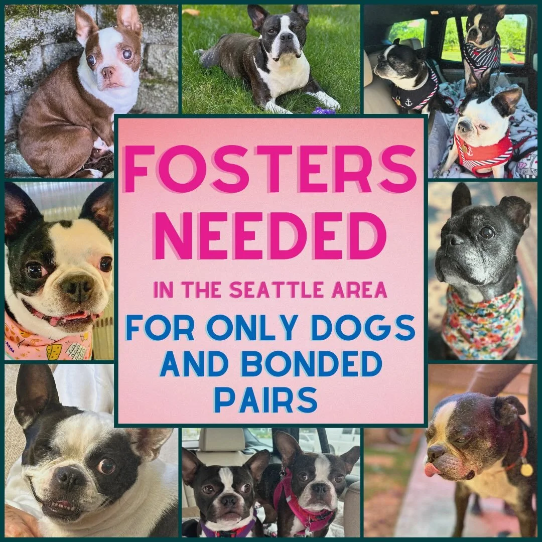 Seattle area&hearts;️Urgently Needed-Foster homes for Bonded pairs &amp; Only Dog fosters needed!  Please submit a foster application via our website or email us for more info! No fosters= No rescue😢
Clbostonterrierrescuefoundation.org
Bostonrescue1