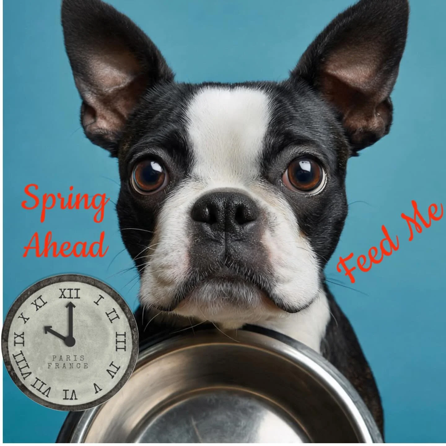 Spring Ahead‼️Return of Daylight Saving Time. Clocks move 1 hour ahead tonite‼️⏰⏰⏰⏰⏰

Baxter doesn&rsquo;t care what the clock says‼️Feed Me‼️⏰⏰⏰

#bostonterrier #daylightsavingstime #springdogs #seattledogs #seattlebostons