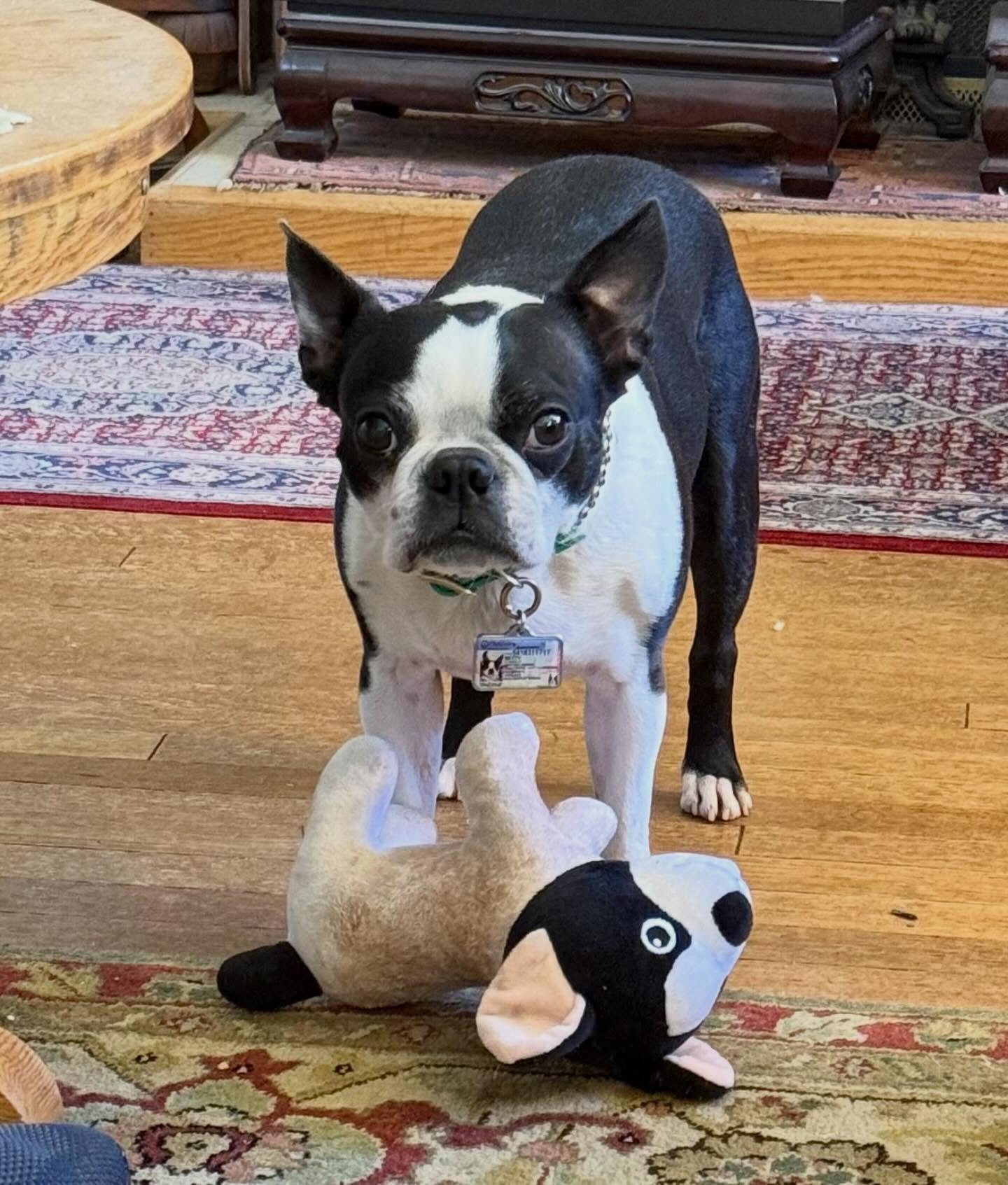 A girl🩷and her baby🩷Alumni Betty🩷🌷Sweetest girl ever! Living her Best Life!🌷🌷🌷 

#clbtrfalumni  #seattledogs #bostonterrier #rescuedog #bostonterrierlove