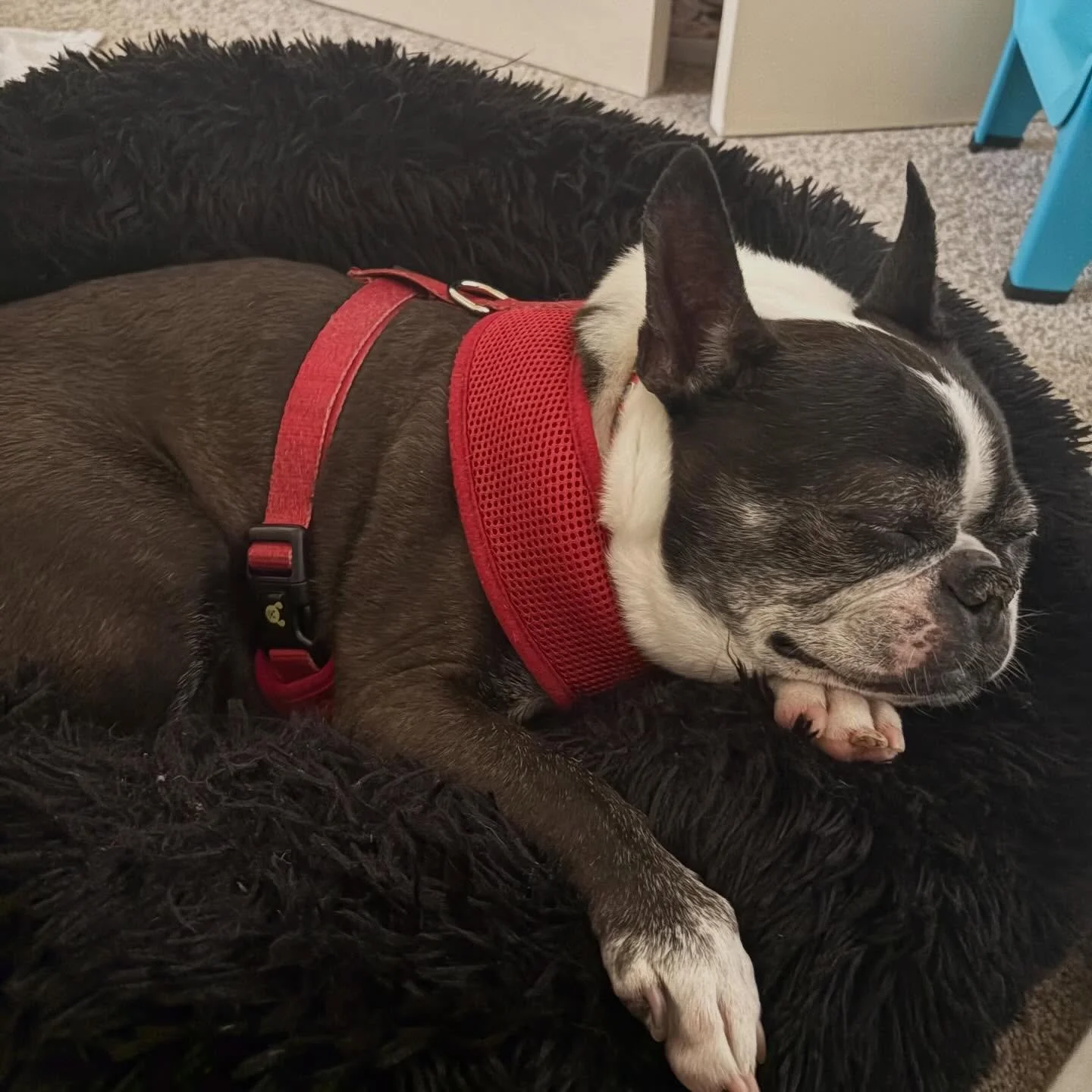 Foster Titus, aka Gramps&hearts;️13 years young‼️&hearts;️🐶🌺
All snuggled in, not a care in the world!
Happy Friyay!&hearts;️🐶🌺

#seniorbostonterrier #friyay #seattledogs #fosterdog #clbtrffosterdog