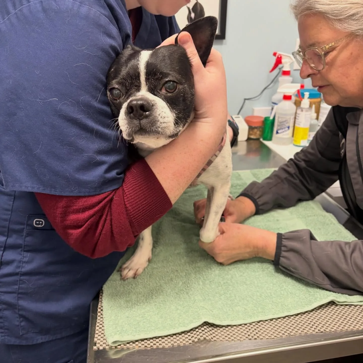 Drama time&hellip; A visit to the Vet for a nail trim &amp; Cytopoint injection. Foster Rosie knows how to turn it on😂

#bostonterrier #seattledogs #dramadog #fosterdog #clbtrffosterdog