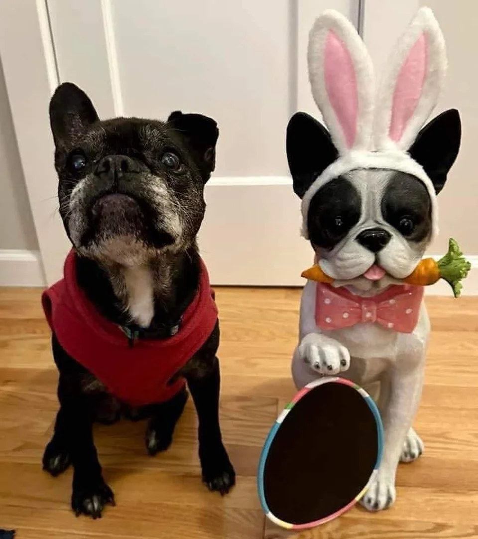 CLBTRF Alumni Chula Wishing You &amp; Your Family a Wonderful Easter!🩷🐶🐇🐣🌷🩷🐶🐇🌷🩷🐶🐇🐣🌷 

#easter #easterdog #bostonterrierlove #bostonterrier #clbtrfalumni