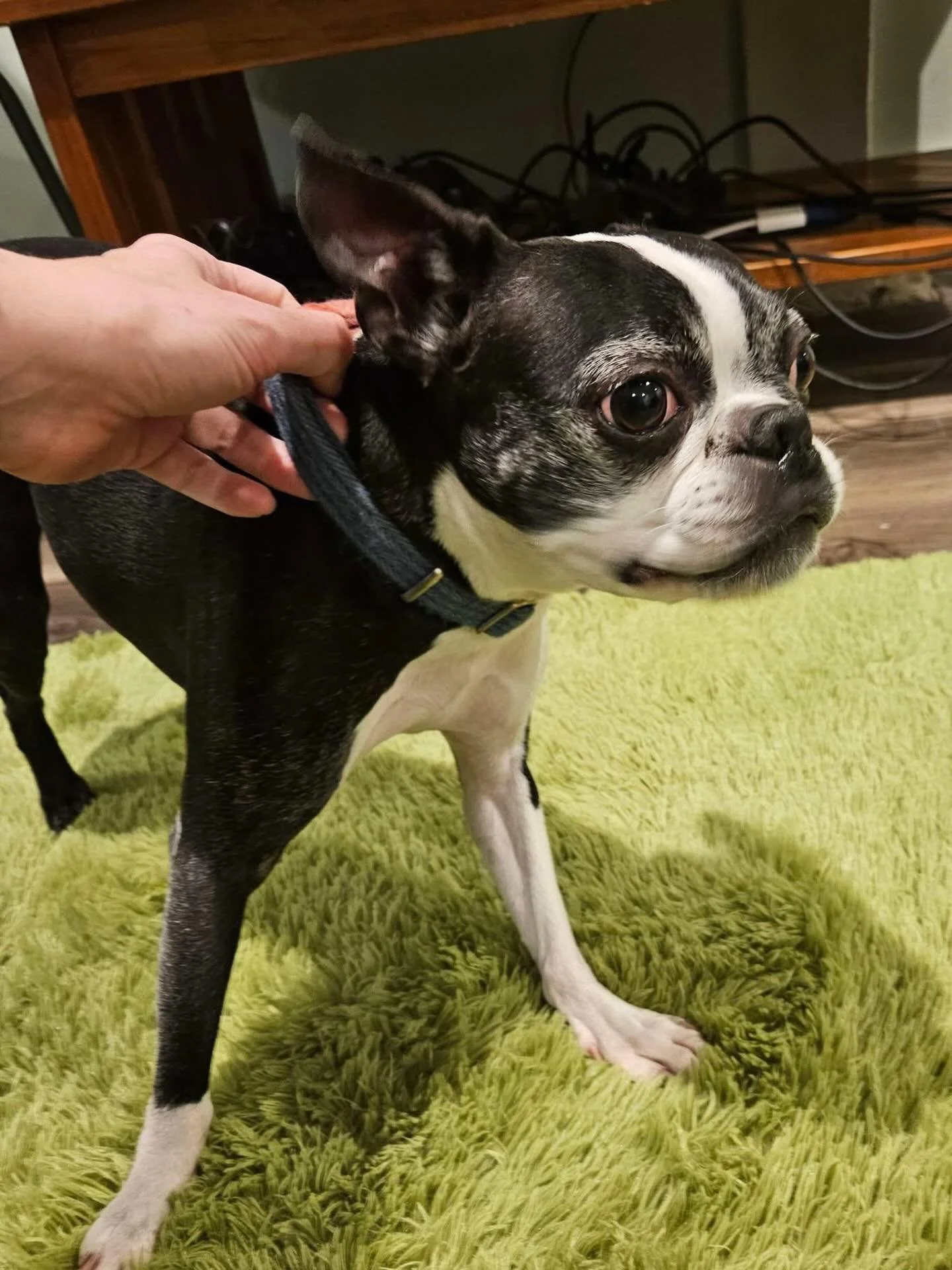 REPOST!
Tacoma WA🆘🆘🆘
(I have contact info for finder, &amp; can put you in touch) CLBTRF has offered assist to hold &amp; search for owner. 
**No microchip per finder- Please Share! 
Found Boston Terrier - Point Defiance
I found a black and white 