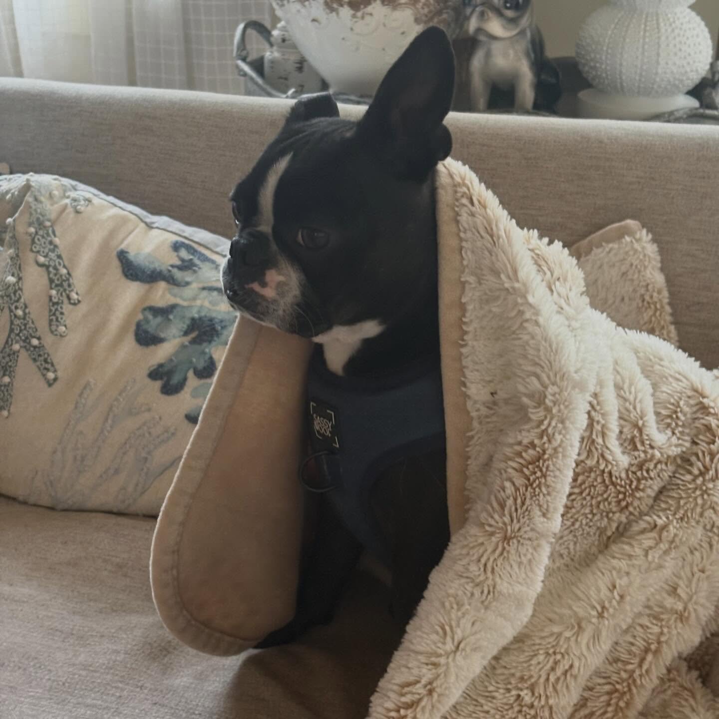 Pippa🌸knows it&rsquo;s Monday&hellip; I feel you girl! 
#bostonterrier  #bostonterrierlove #mondaymood #bostonterriersofinstagram #seattlebostonterrier