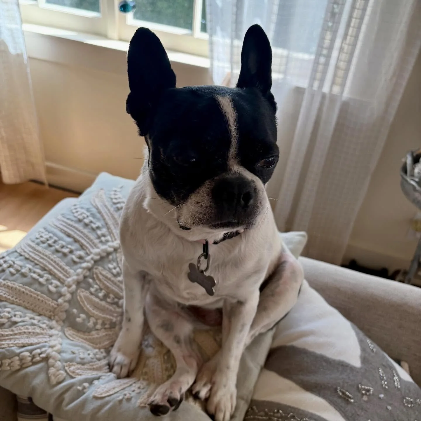 Rosie🌹🌹🌹Deep in thought&hellip;Hoping for her Forever Home&hearts;️Rosie is now available for Adoption! 
Apply today clbostonterrierrescuefoundation.org 

#bostonterrier #bostonterriersofinstagram #seattledogs #adoptme #seattleheavybreathers