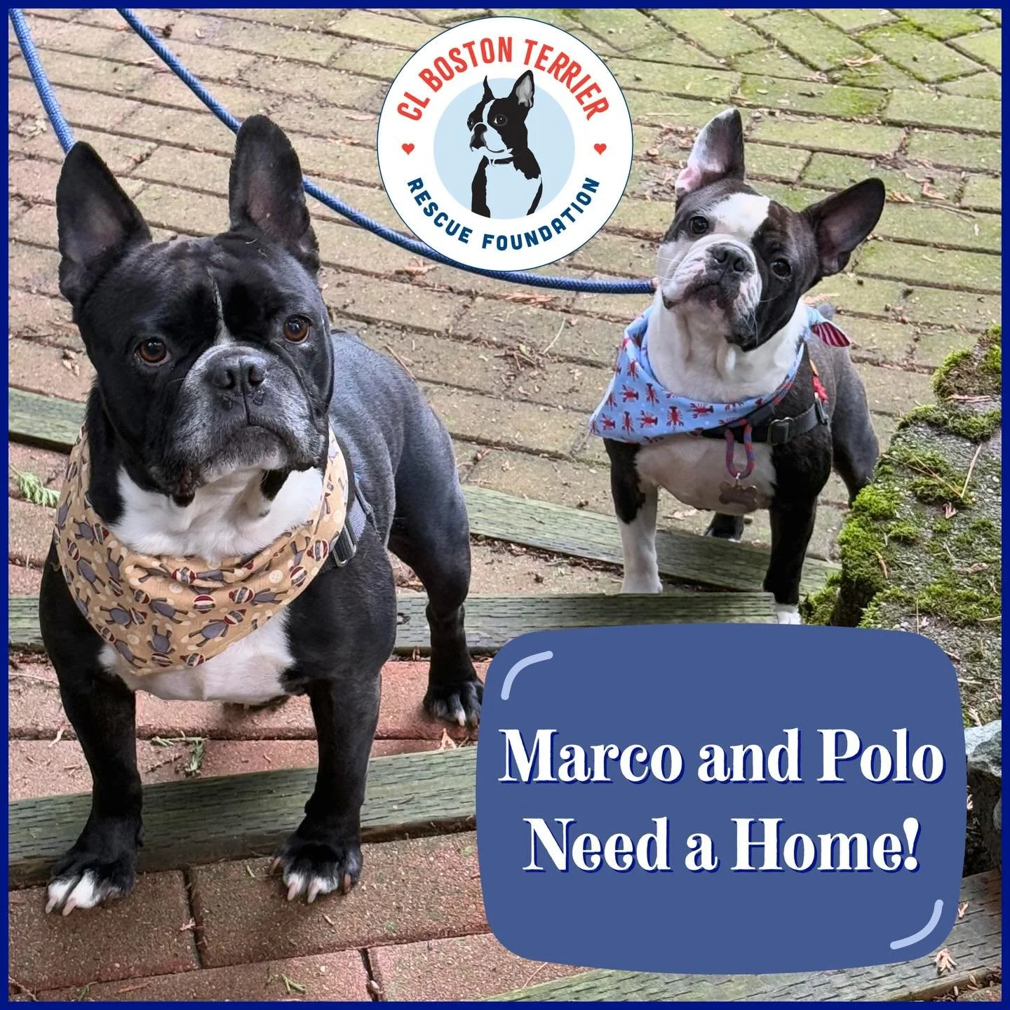 These 2 Lively Boys are looking for their Forever Family!  Marco &amp; Pollo, Bonded Brothers that are bundle of FUN! With them you need no others! 
Fully vetted and microchipped! They are ready to go and Celebrate Summer with You! 🌞⛱️🩷🐶🐶🩵🌸🌊☀️
