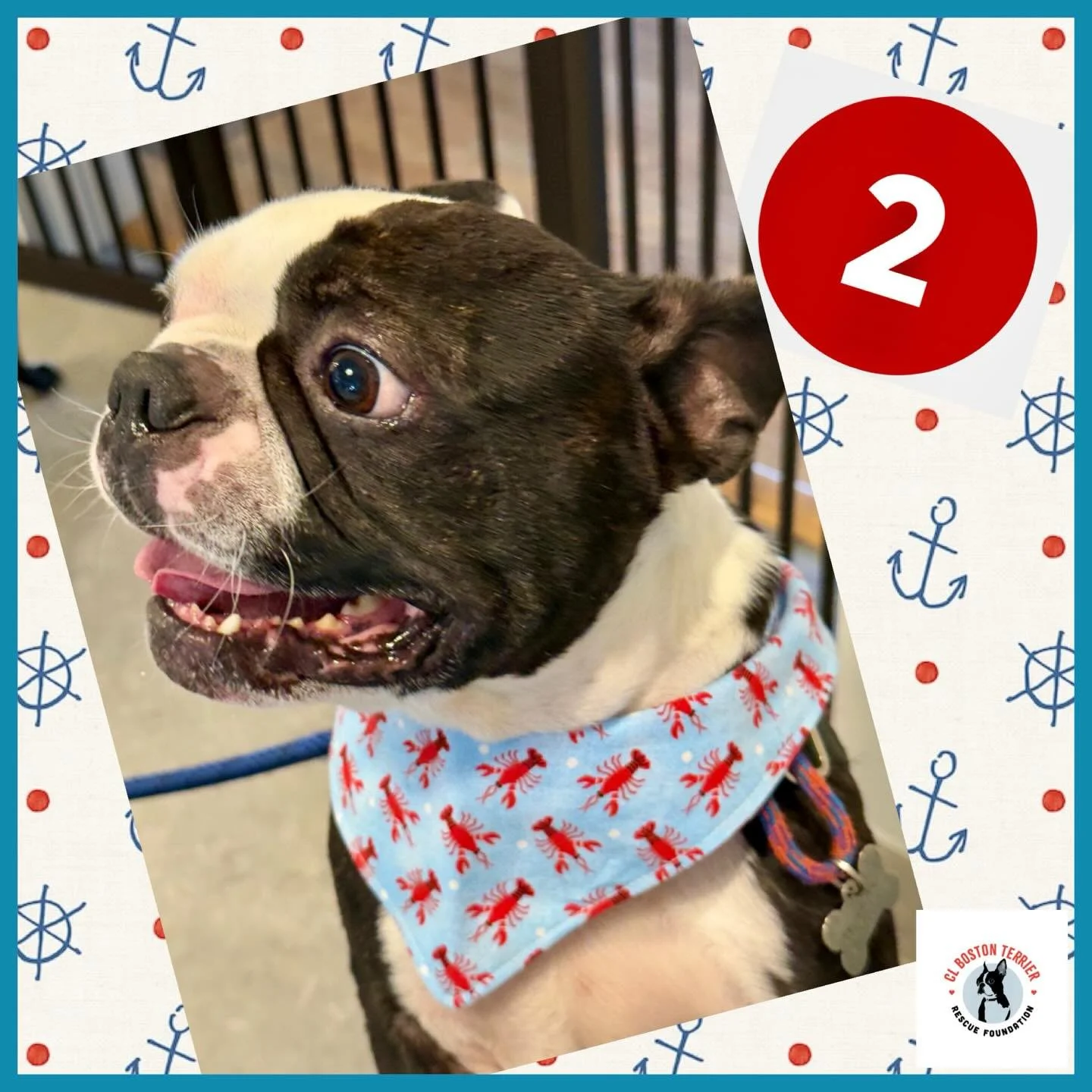 AHOY Matey‼️It&rsquo;s me Foster Marco‼️Sailing by to remind you the CLBTRF 👚T Shirt👕 Fundraiser will END Tonite 9 pm PDT⏰ WE just need TWO(2)more purchases to reach our Goal‼️ We are SO Close‼️LET&rsquo;S DO THIS‼️💯‼️&hearts;️🐶&hearts;️Thank You