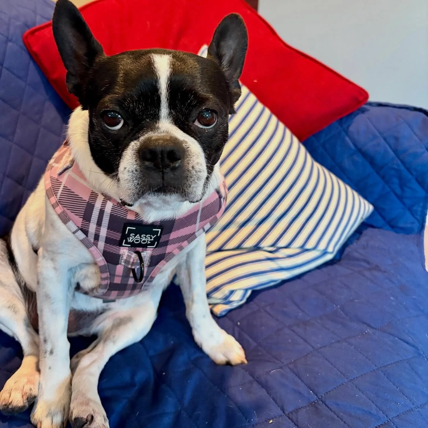 Adopt Me🌹Rosebud🌹is ready for ADOPTION&hearts;️ This pretty girl is looking for a forever home🏡She would do best with someone that works from home or is home more than not. A fenced yard is a must. Active family that will take her on daily walks, 