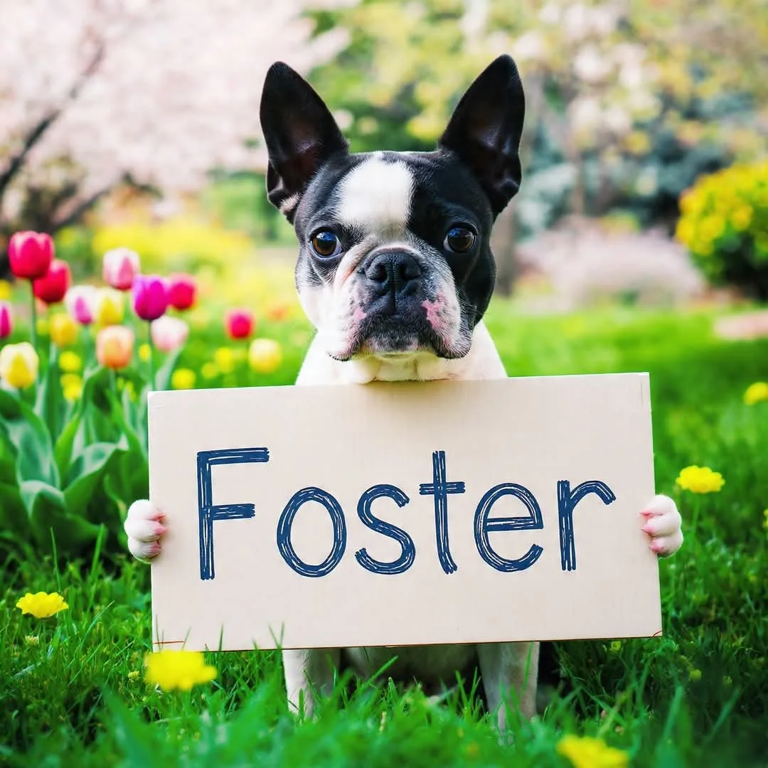 Desperately Seeking&hellip; Only Dog Foster Homes‼️ Love the breed, open your heart and home, help a Boston in Need‼️ We have to say no if we don&rsquo;t have fosters! No Fosters =No Rescue
Go to our website and fill out a foster application‼️Save a 