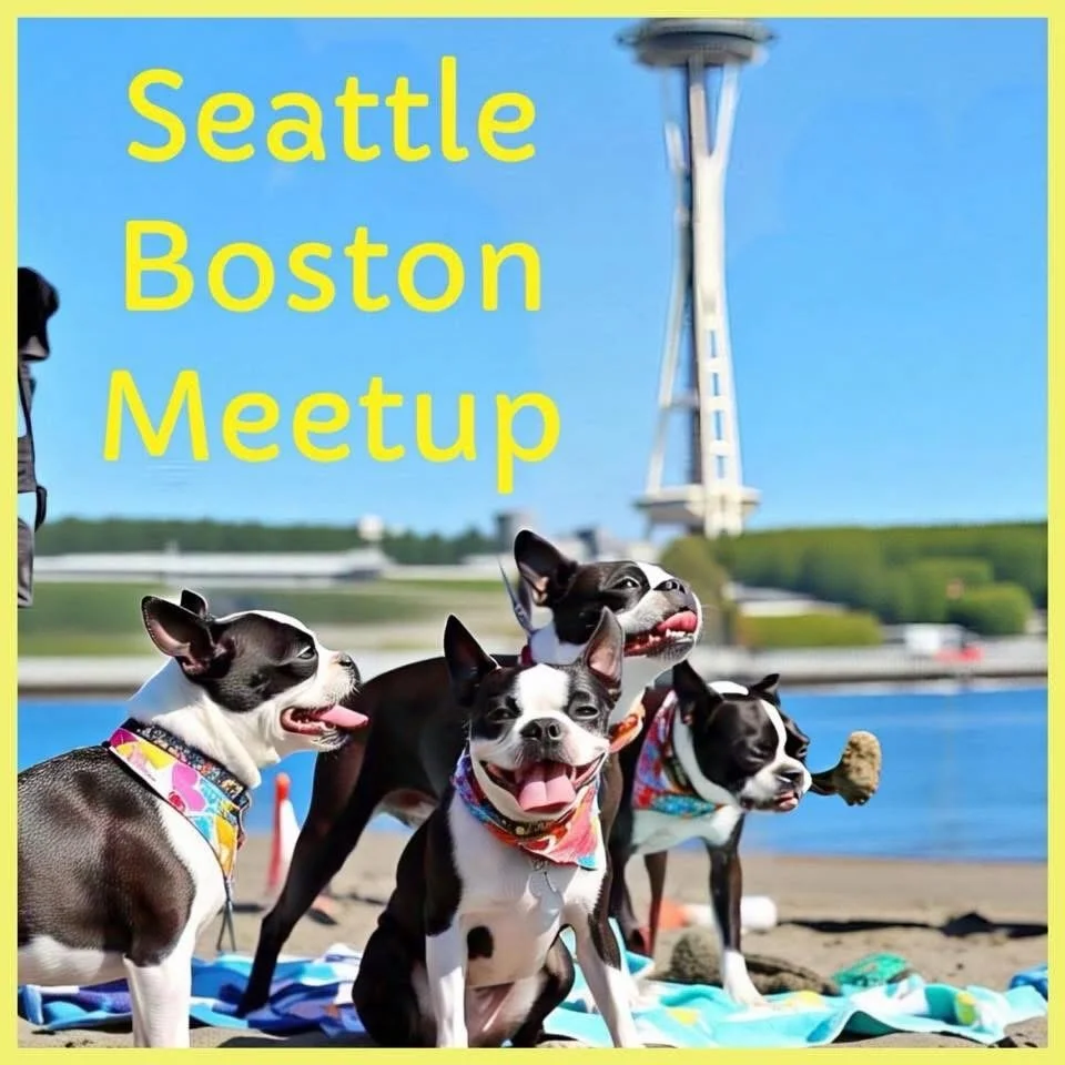 Mark Your Calendar‼️ Saturday May 16th is the next Seattle Boston Terrier Meetup‼️
Luther Burbank Dog Park Mercer Island 10am-12pm
We hope to see you there‼️
#bostonterrier #seattlebostonterriermeetup #seattlebostonterrier #seattledogs #seattledog