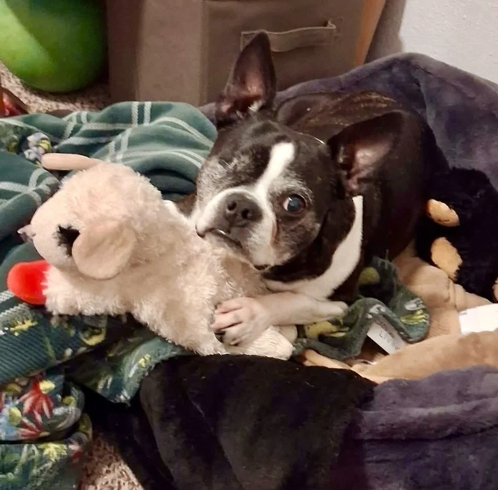 URGENT FOSTER NEEDED!! Super Sweet Roo is 10 years young, good with other dogs, house trained!  Please consider fostering her!! Needed Urgently ASAP! 
If you&rsquo;ve applied reach out to me directly bostonrescue13@gmail.com

#seattledogs #seattlebos
