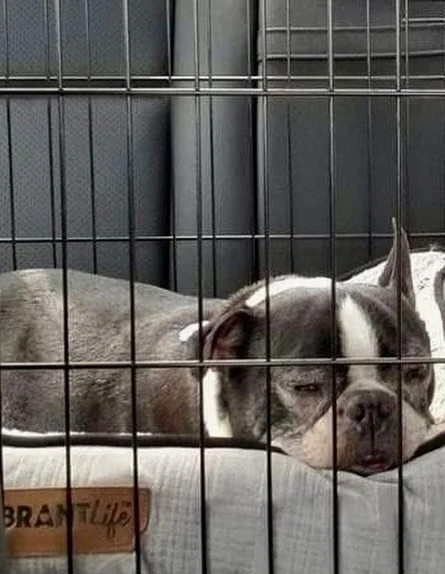 OTIS💜Your Safe now sweet boy💜 It&rsquo;s hard to understand how a once cherished family member can be discarded like trash.  Senior boy Otis💜 once loved, living indoors with a nice bed, as he aged was made to live outside, in the barn with the bar