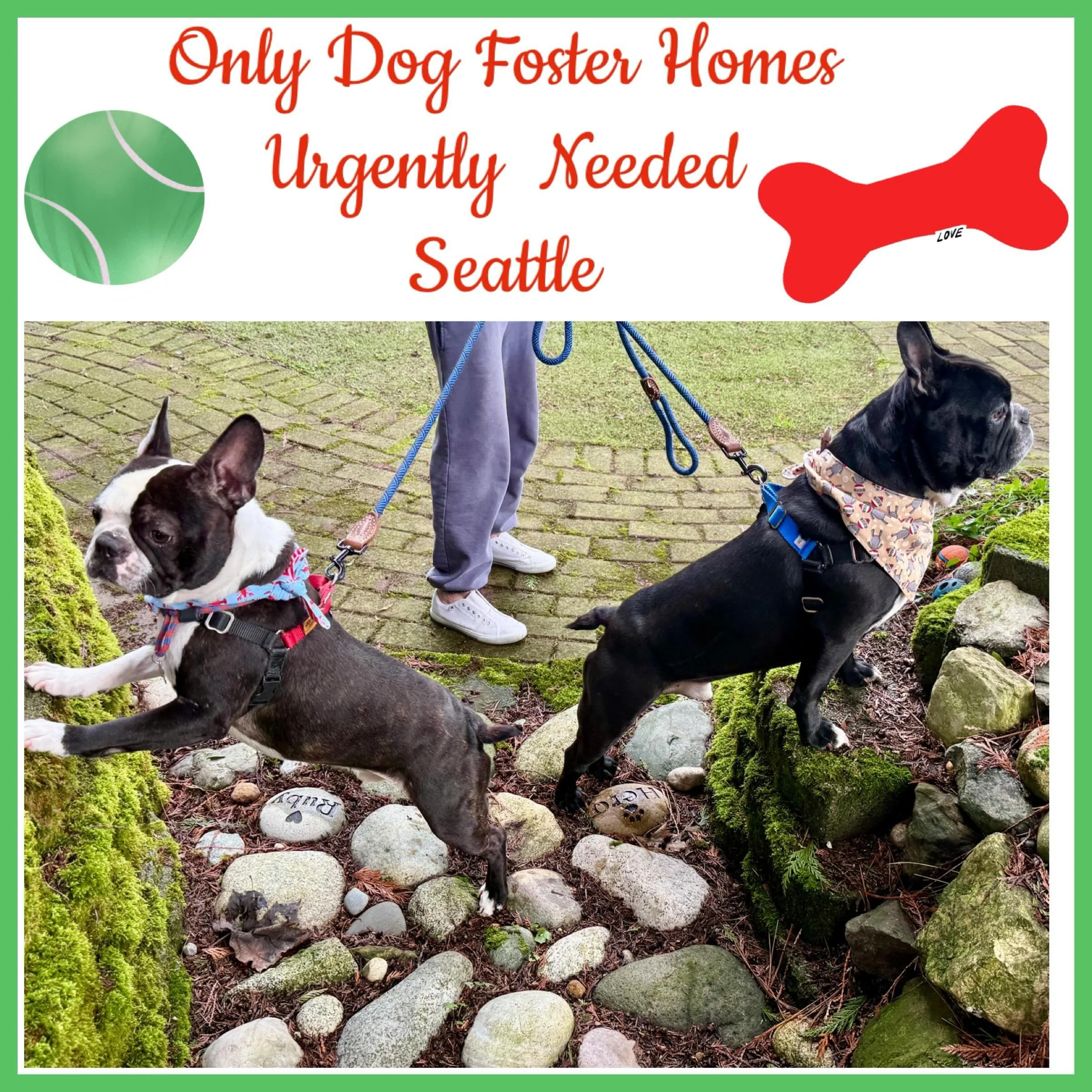 ONLY DOG FOSTER HOMES URGENTLY NEEDED‼️ Seattle, WA

We can&rsquo;t help dogs without Fosters for these dogs‼️
Please, now is the time if you&rsquo;ve ever considered fostering! Help Us Help the Bostons in Need‼️&hearts;️ We supply everything! You su