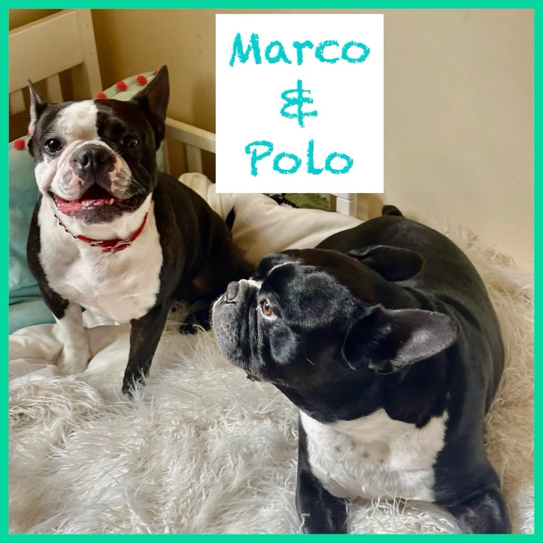 Marco &amp; Polo Urgently Need a Foster or Foster to Adopt Family‼️ Please be a stepping stone for this Amazing Duo‼️#fosterme #seattledogs #seattledog #seattledogsofinstagram #rescuedogsofinstagram